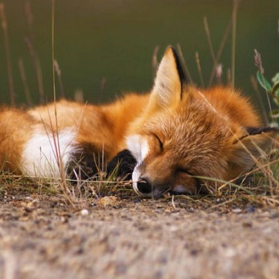 The Lift, the Fox, and the Lilies, a short story in Overland thumbnail