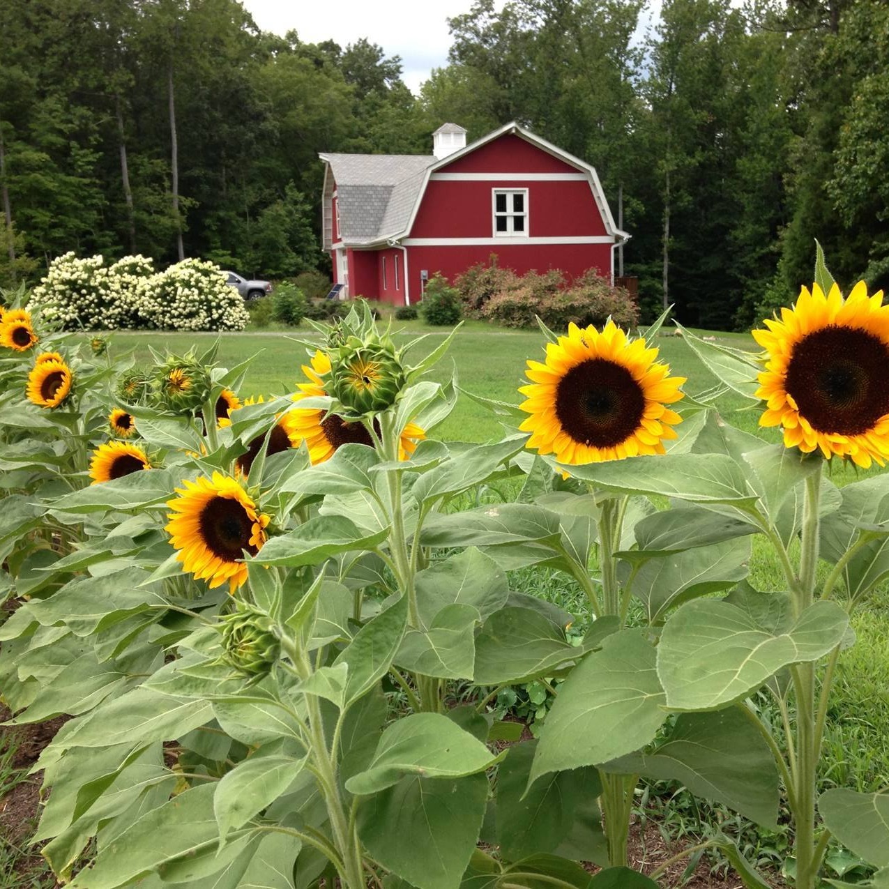 ENROLL | RambleRill Farm Training Retreat, Hillsborough, NC | September 16 - 19, 2026 thumbnail