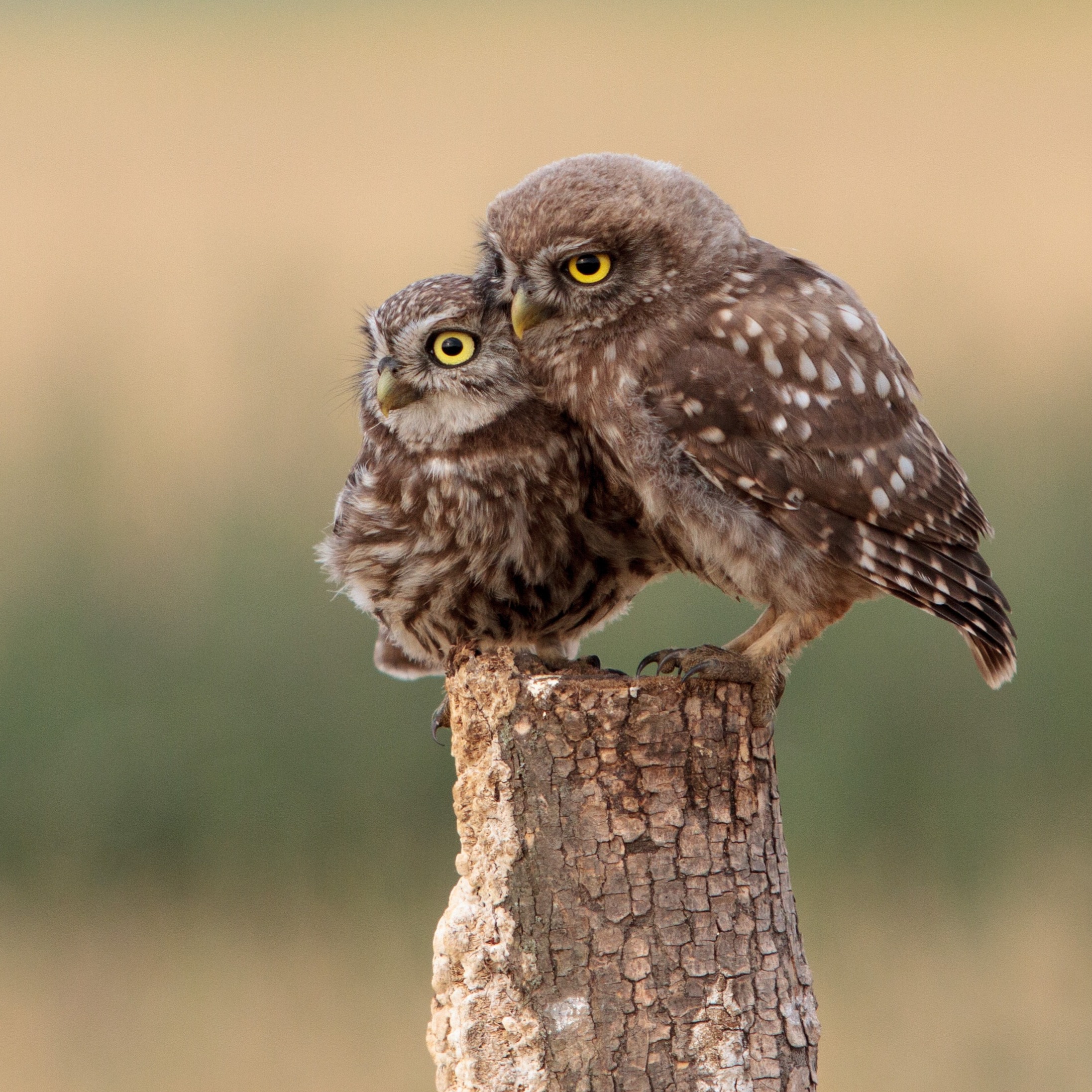 Join us for an Info Session - FREE | March 19 @ 6:30 PM ET thumbnail