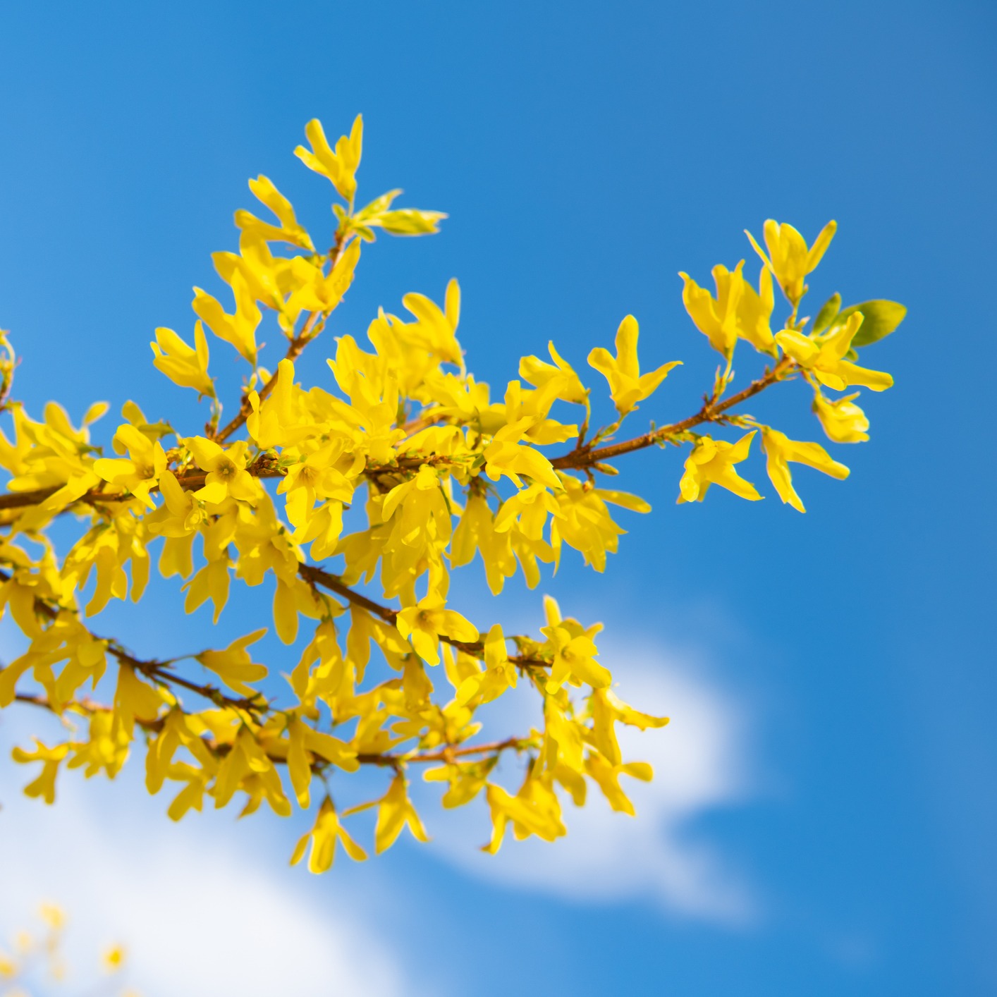 ENROLL | March 2026 Online Training Retreat thumbnail