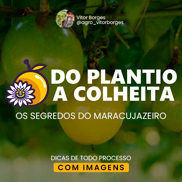 Projeto Maracujá Lucrativo thumbnail