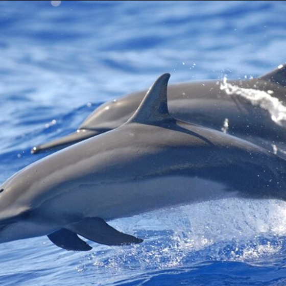 Dolphin Tour thumbnail