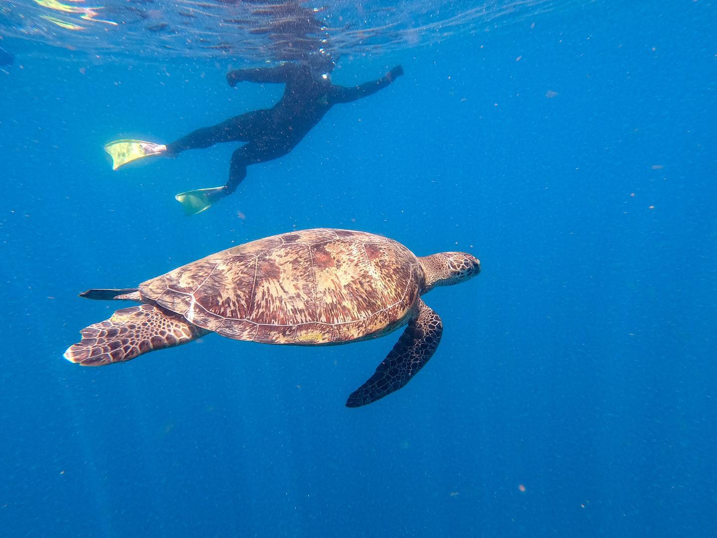 Green sea turtle 🐢💙
Discover the wonders of the Whitsundays.

Ocean dynamics operates in Airlie beach, Hamilton island, 