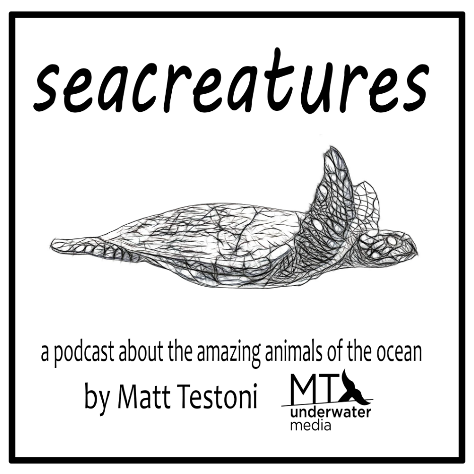 Listen to me speak with Matt Tastoni about the mystery of eels thumbnail