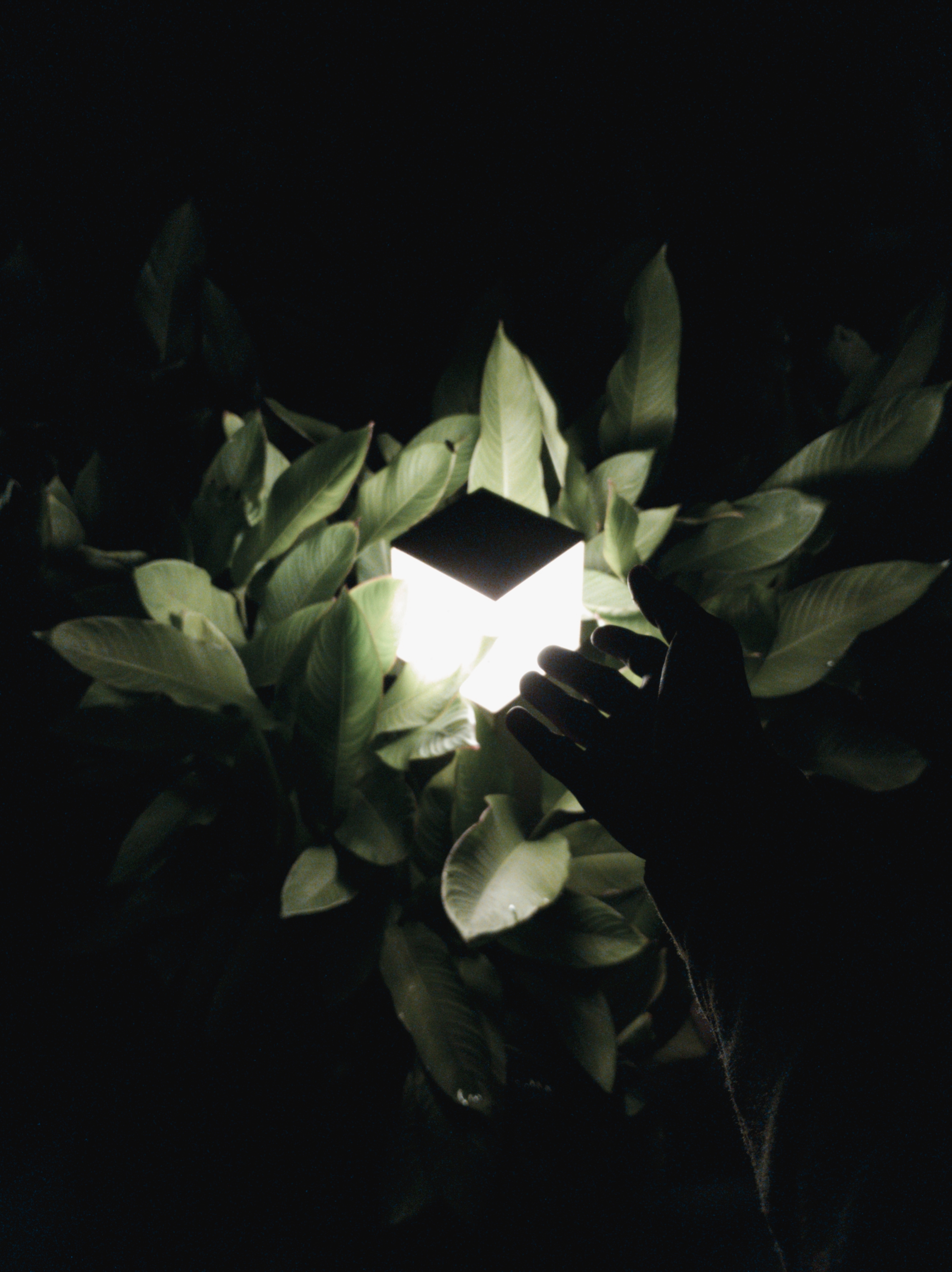 Embracing the Light thumbnail