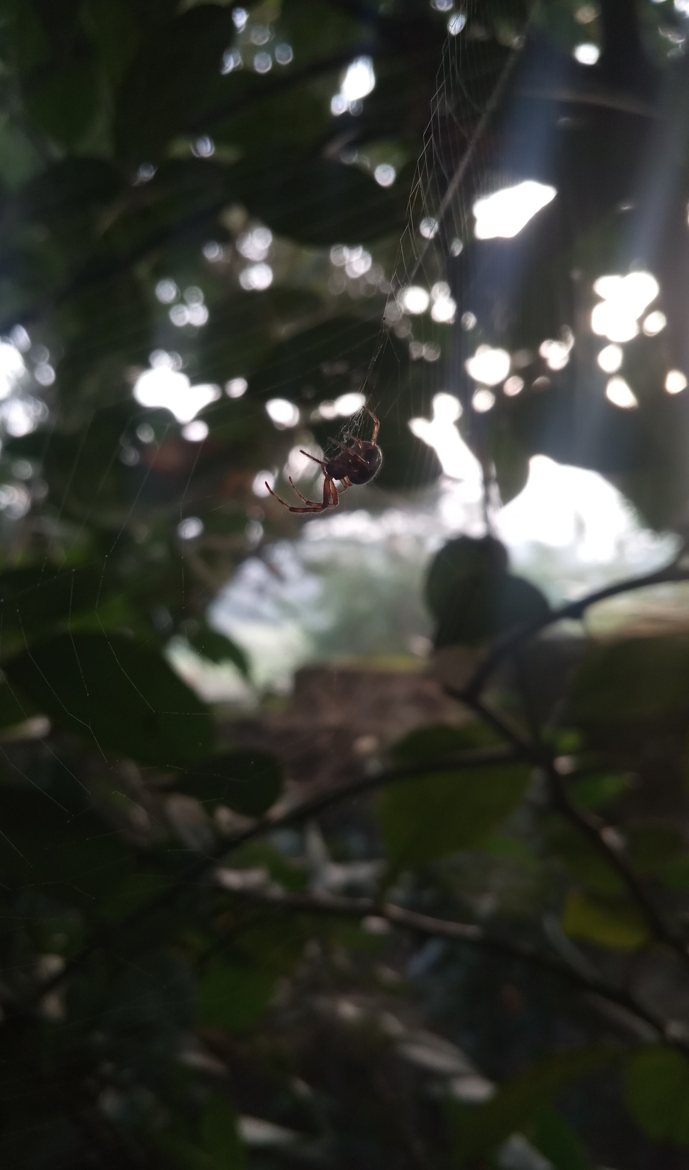 Web of Ligh thumbnail