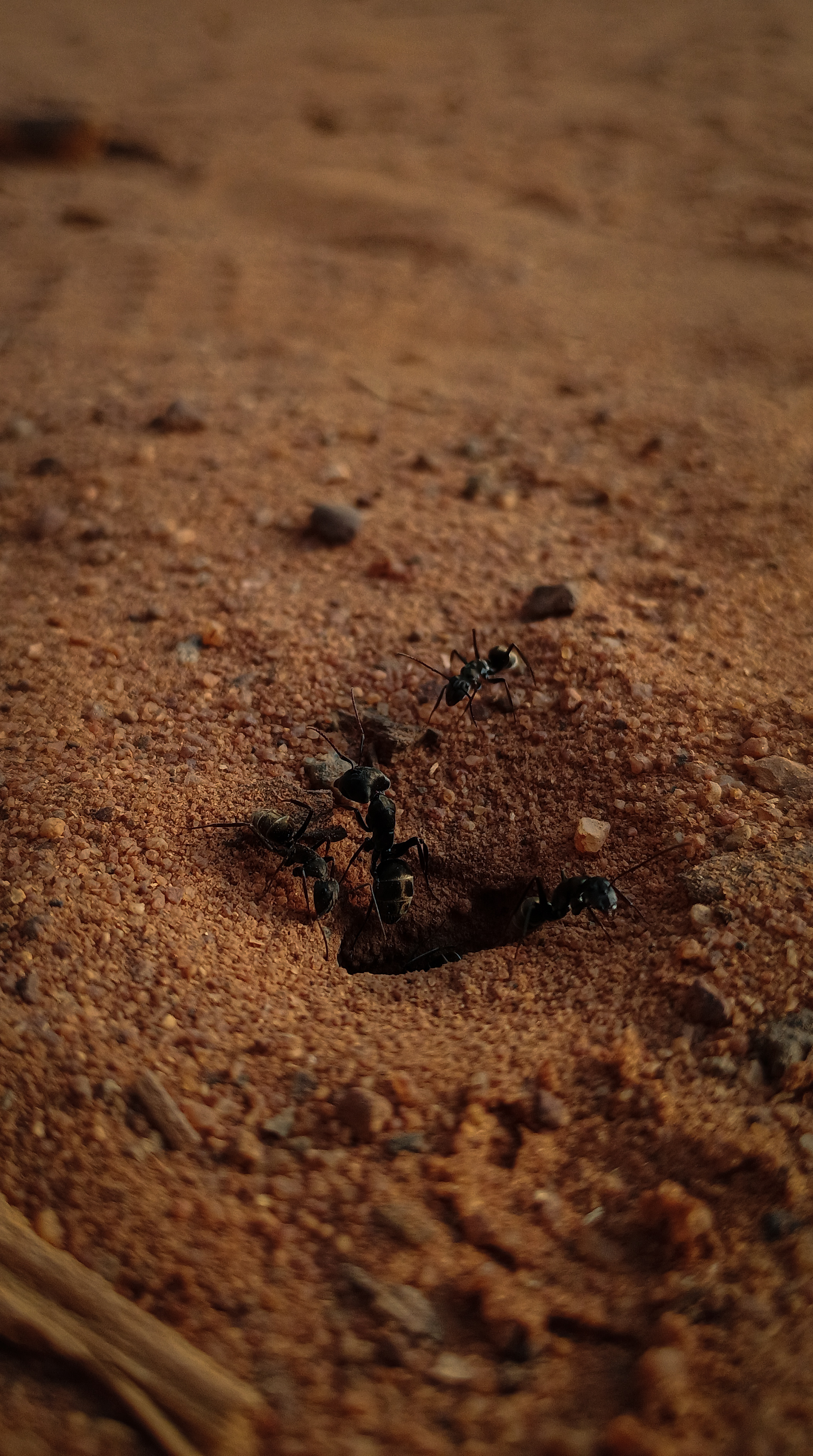 Ants at Work thumbnail
