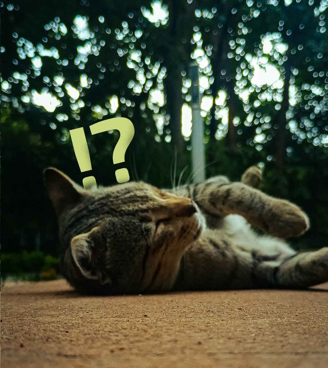 AKASH - Bio Site thumbnail