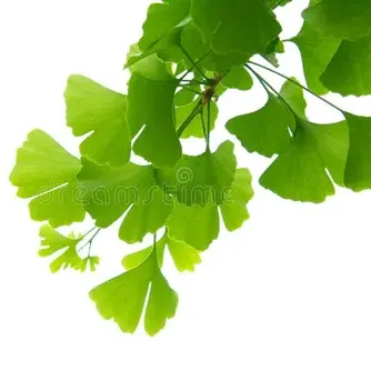 Ginko Biloba from Amazon. thumbnail
