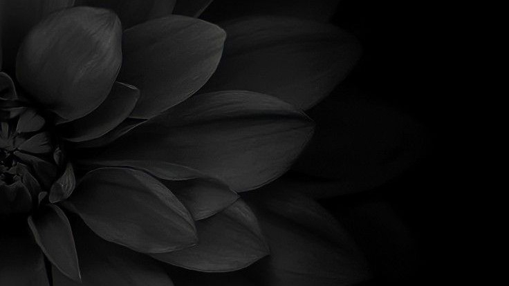 BioSite banner for @hema
