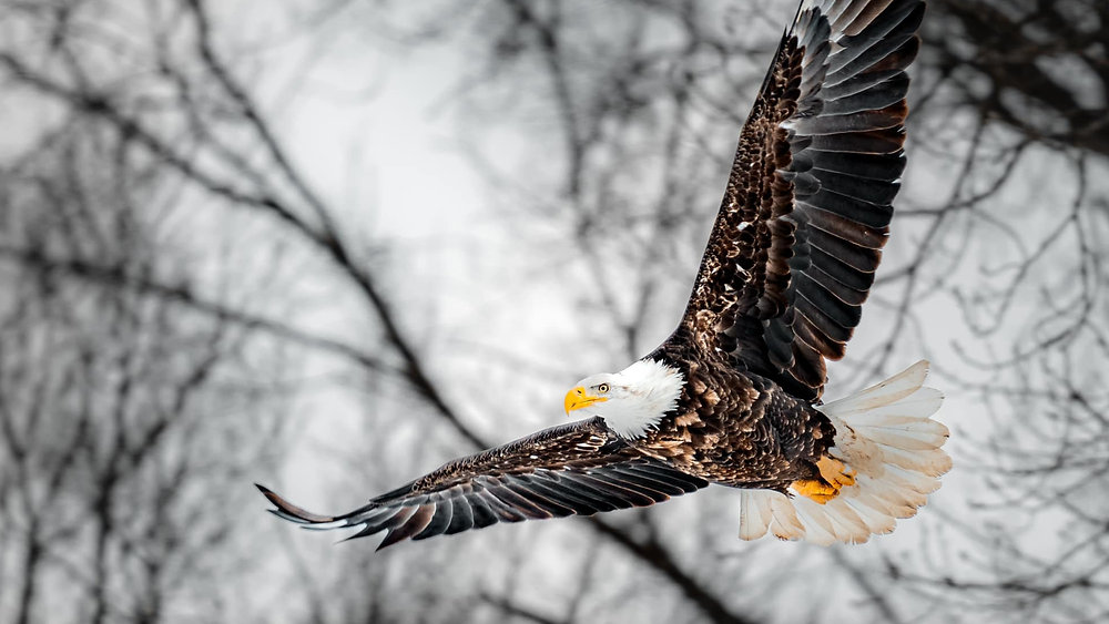 Your Guide to Eagle Watch Weekend at Starved Rock | 2026 Plan Your Visit thumbnail
