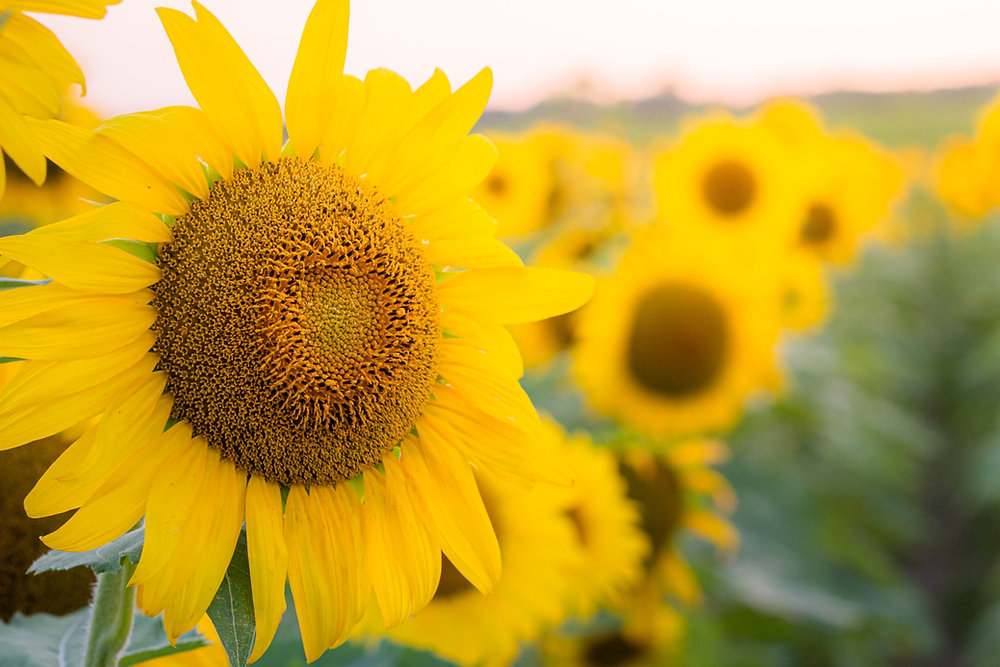 Visiting/Photographing Sunflowers at Matthiessen State Park, IL thumbnail