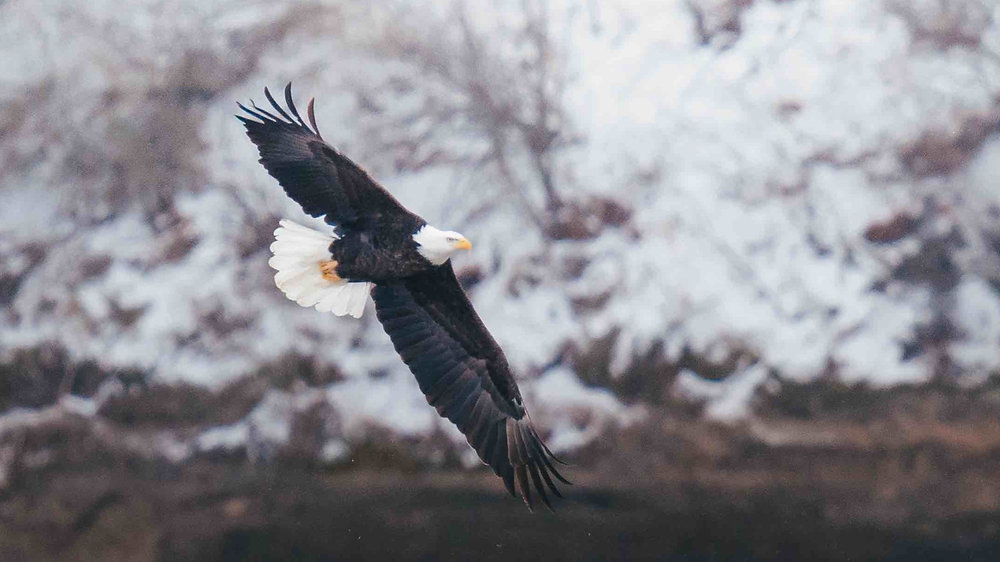 Exploring Winter Wildlife in Central Illinois thumbnail