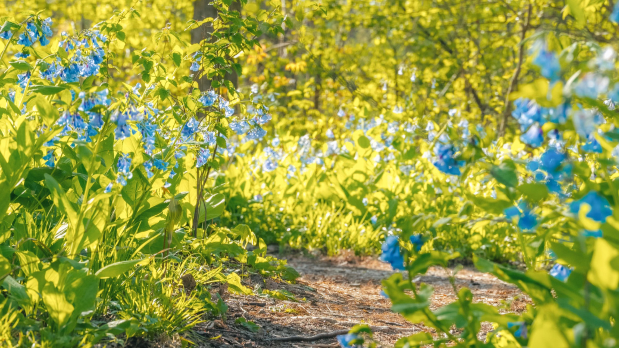 Spring Flowers Have Arrived thumbnail