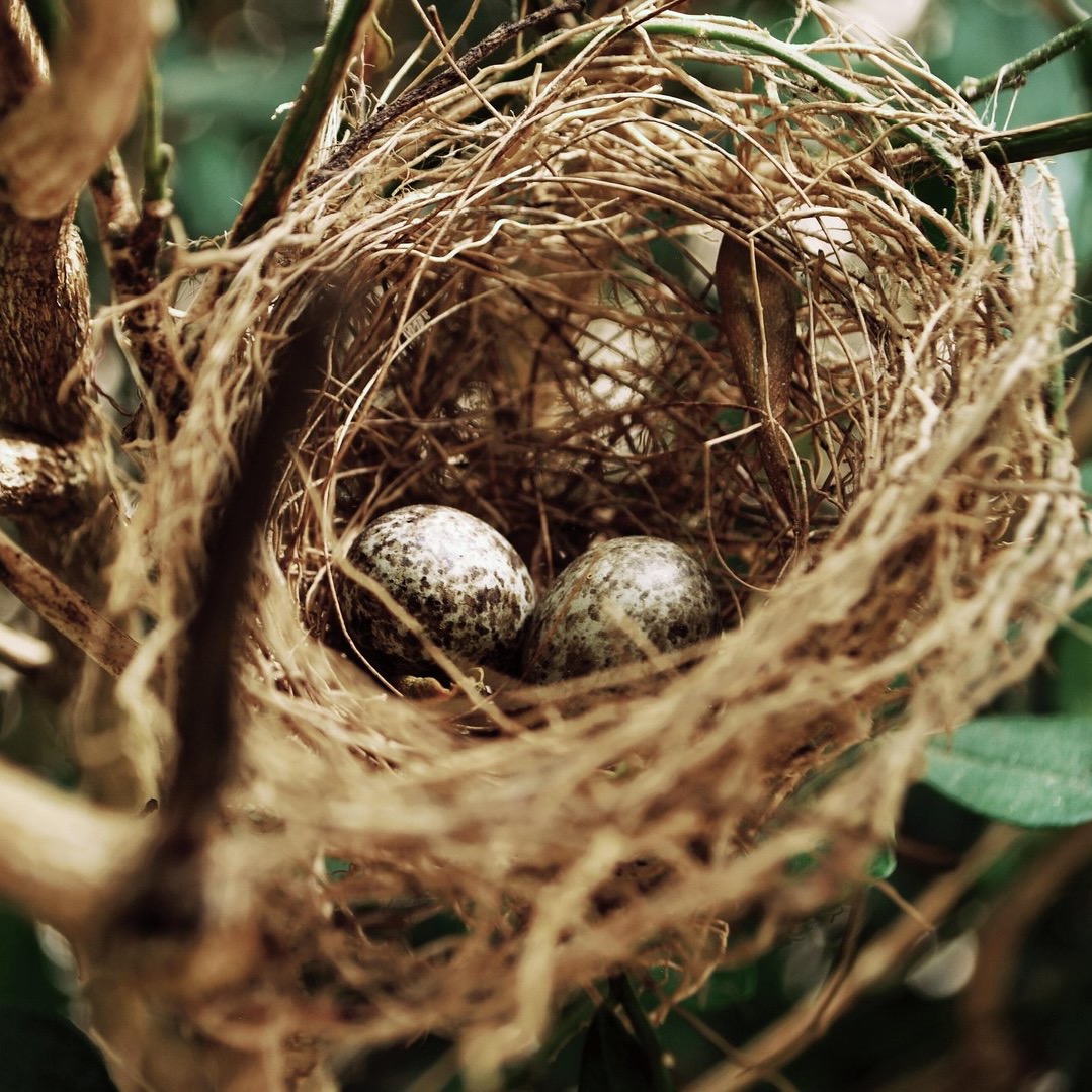 C+C essay | nesting thumbnail