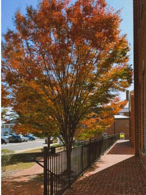 Where’s all my #fallcozyvibes friends 🍂 #pumpkinseason #pumpkinspiceszn #hobbylobby #autumncore 