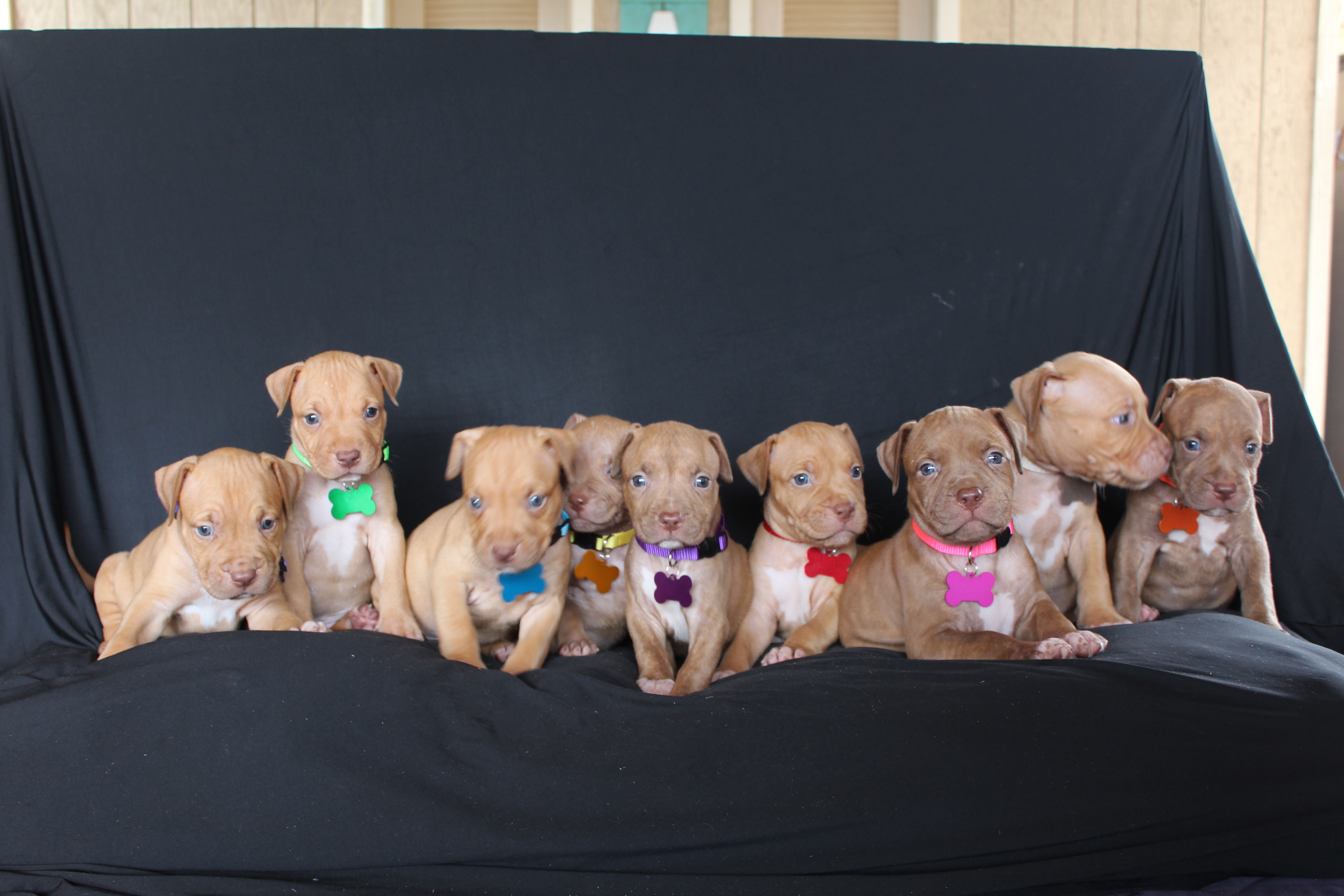 PUPPY SHOW & TELL - RSVP thumbnail