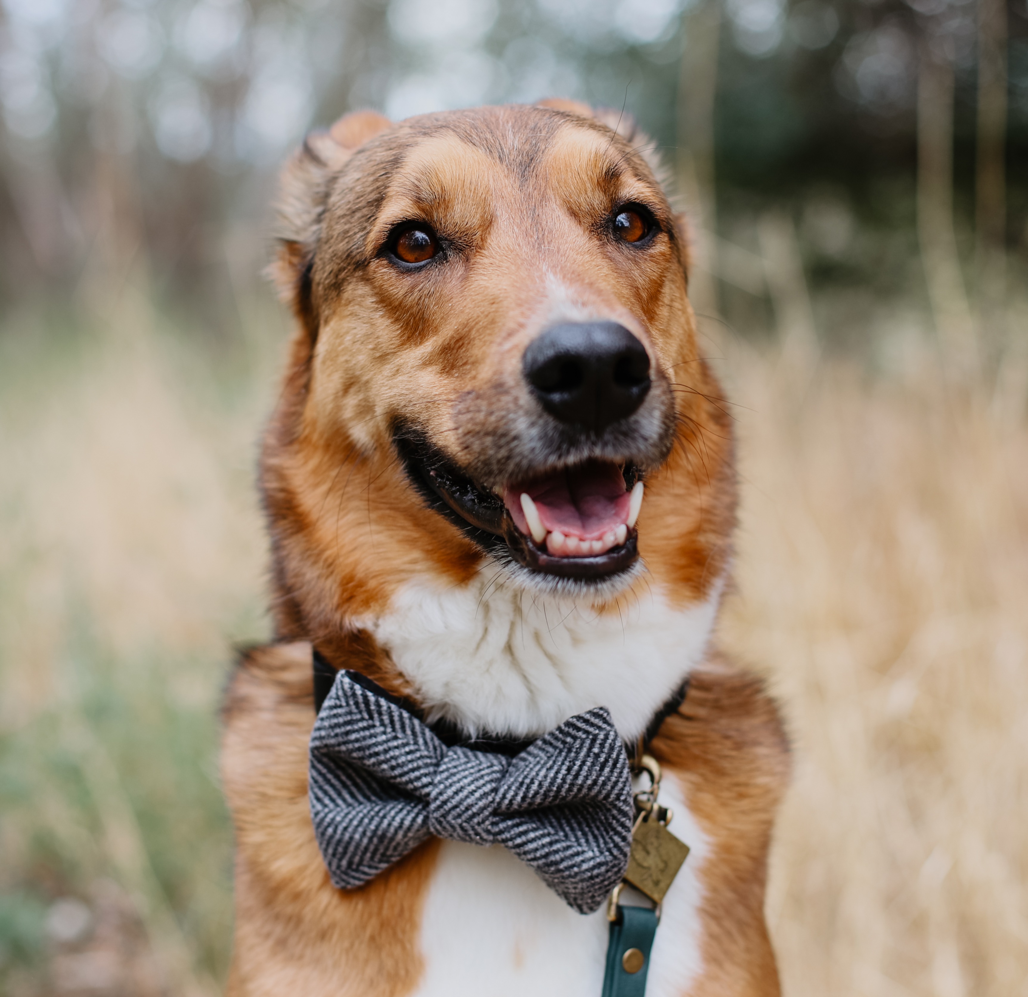 Bow Ties thumbnail