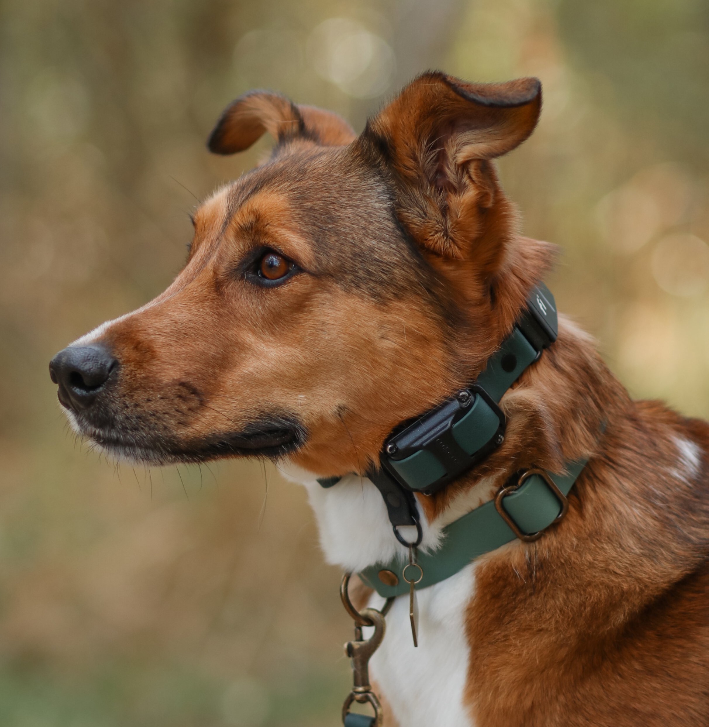 The Everest E Collar Strap  thumbnail