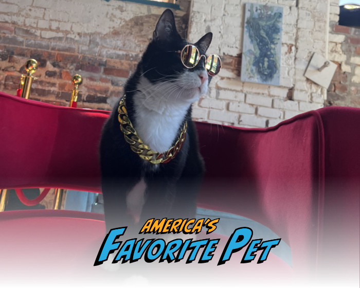 Will Mr. Gadget take home $10,000 and be featured on the cover of Modern Cat? You decide! thumbnail