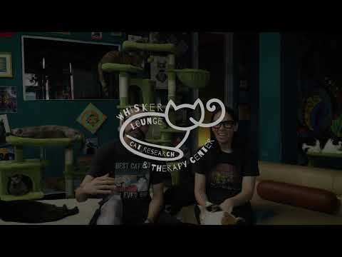 GoFundMe - Atlanta's beloved Therapy Cats Facing Eviction, thumbnail