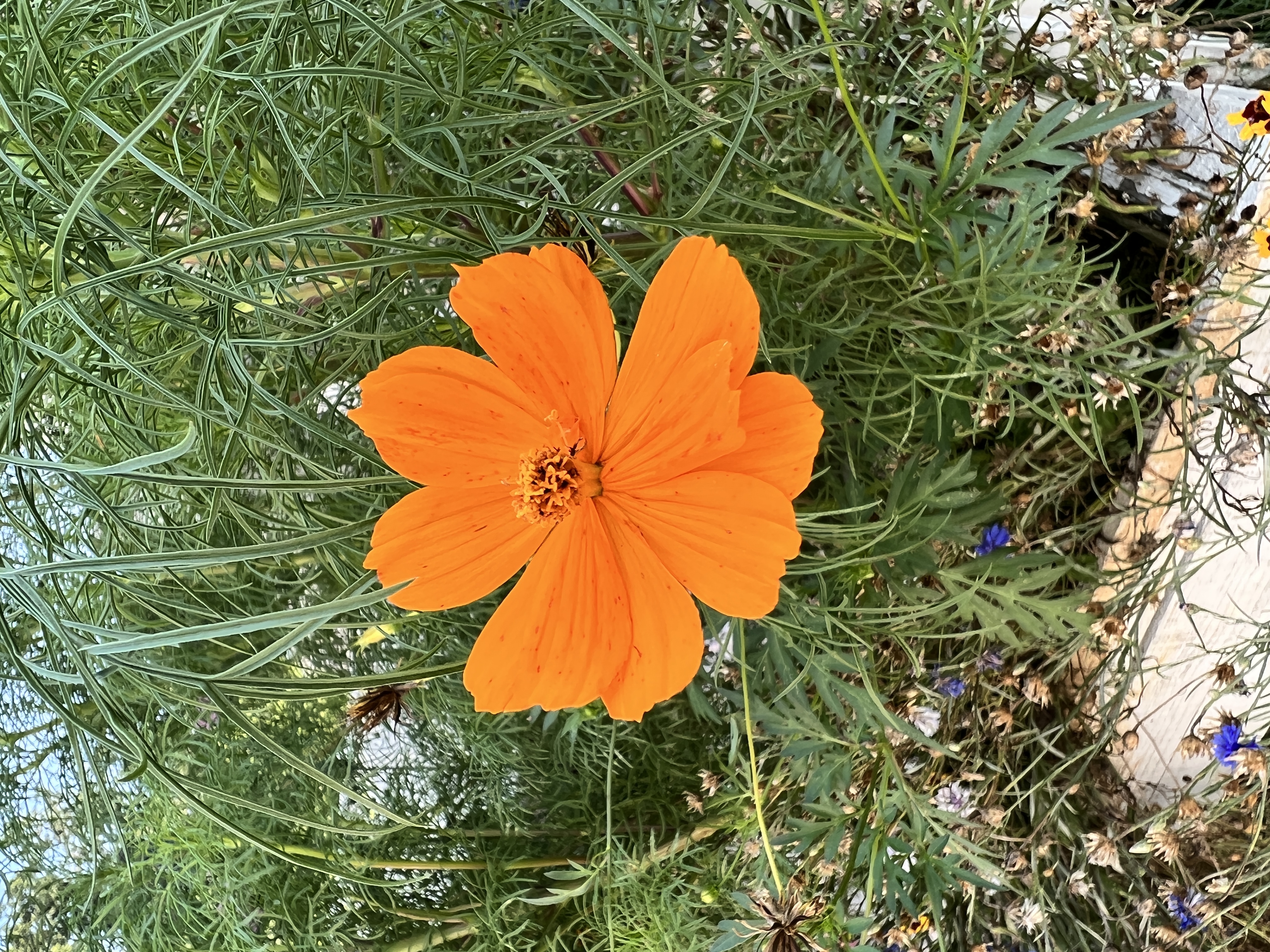 Wild Flower Seeds thumbnail