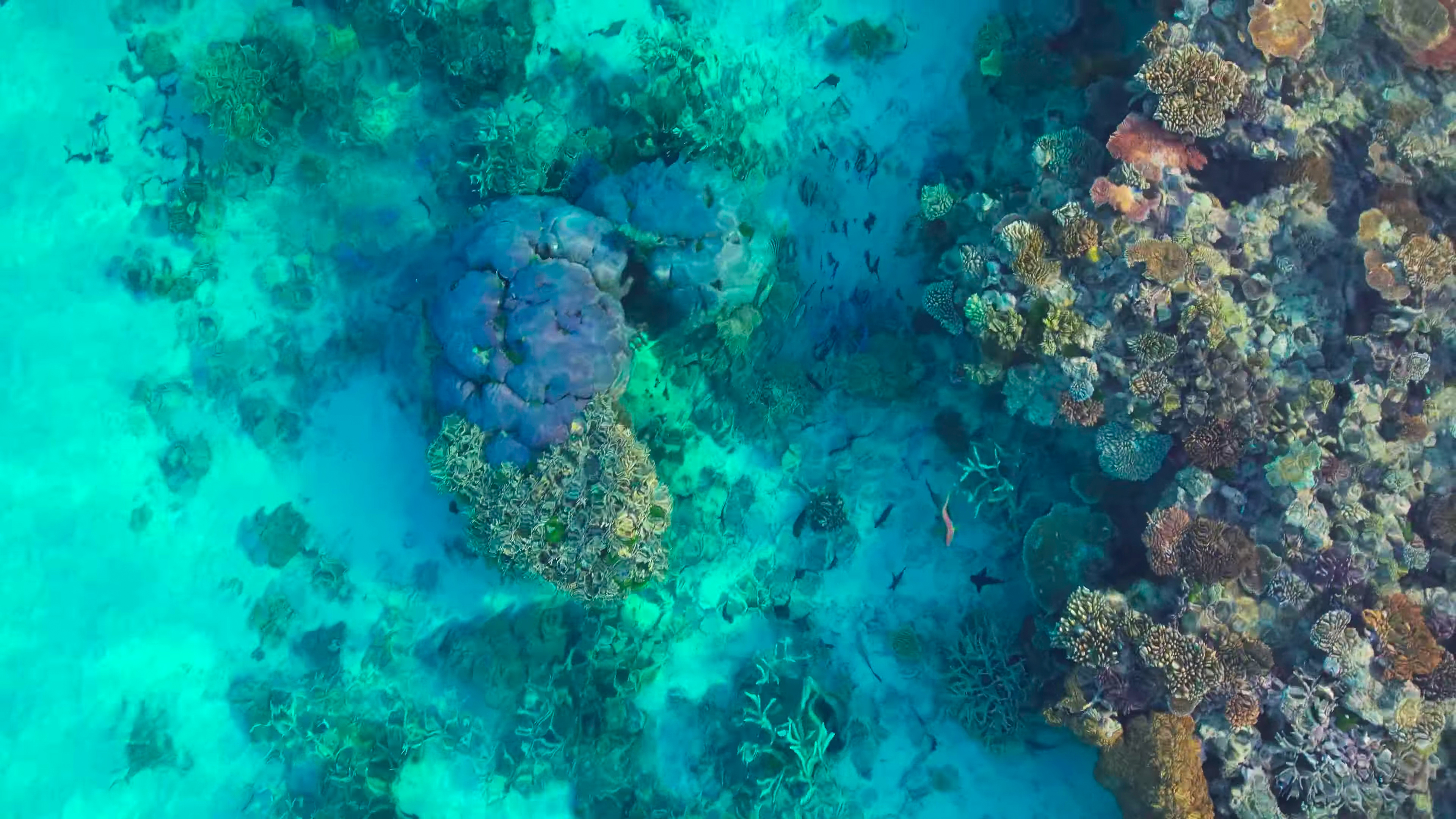 GREAT BARRIER REEF thumbnail