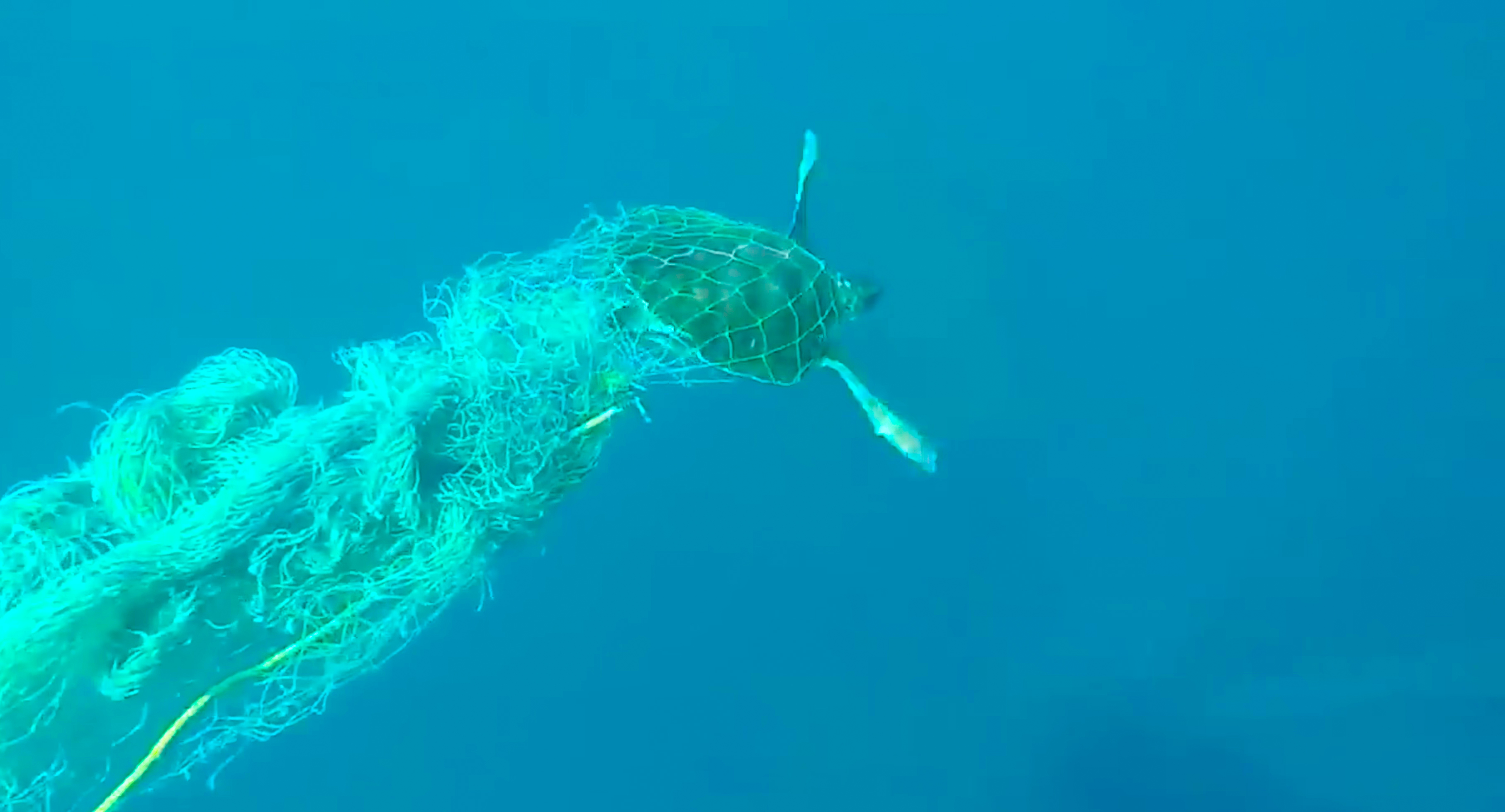 FREEING CAPTIVE SEA TURTLES, MARINE MAMMALS AND SEABIRDS thumbnail