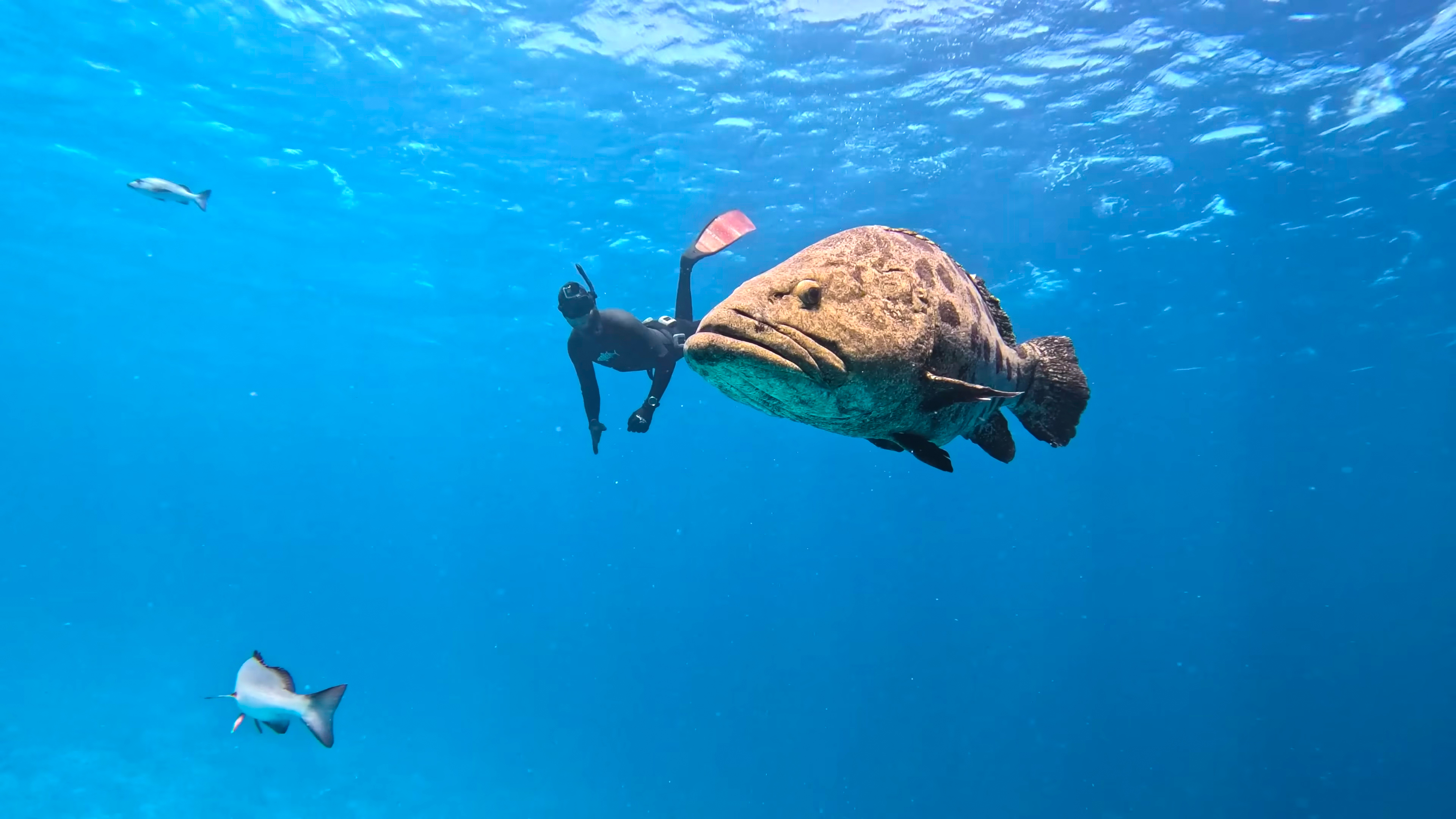 SNORKELLING ON THE COAST OF QUEENSLAND thumbnail