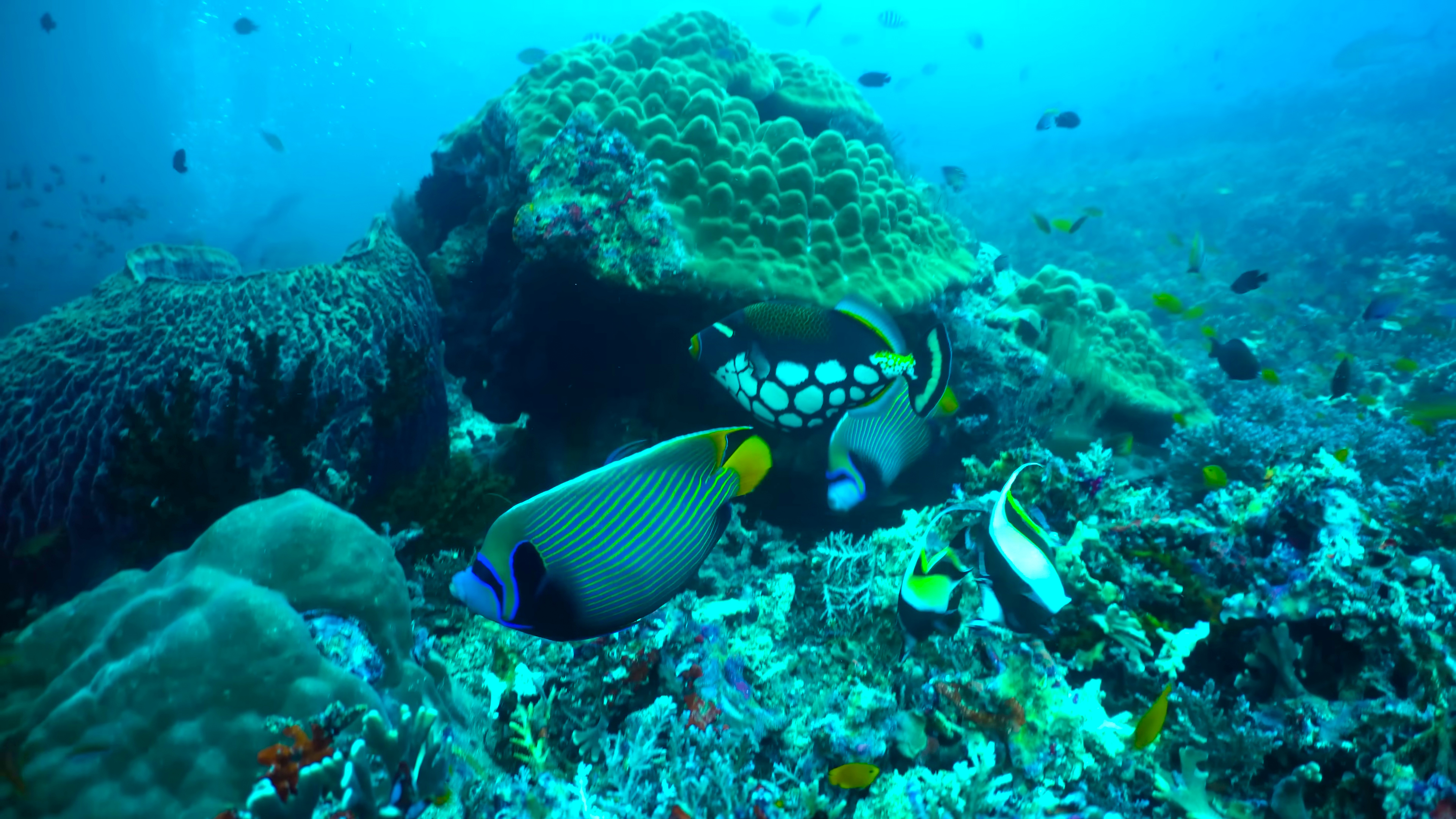 DISCOVER SPECIES ON REMOTE TROPICAL ISLANDS IN HEALTHY CORAL REEFS thumbnail