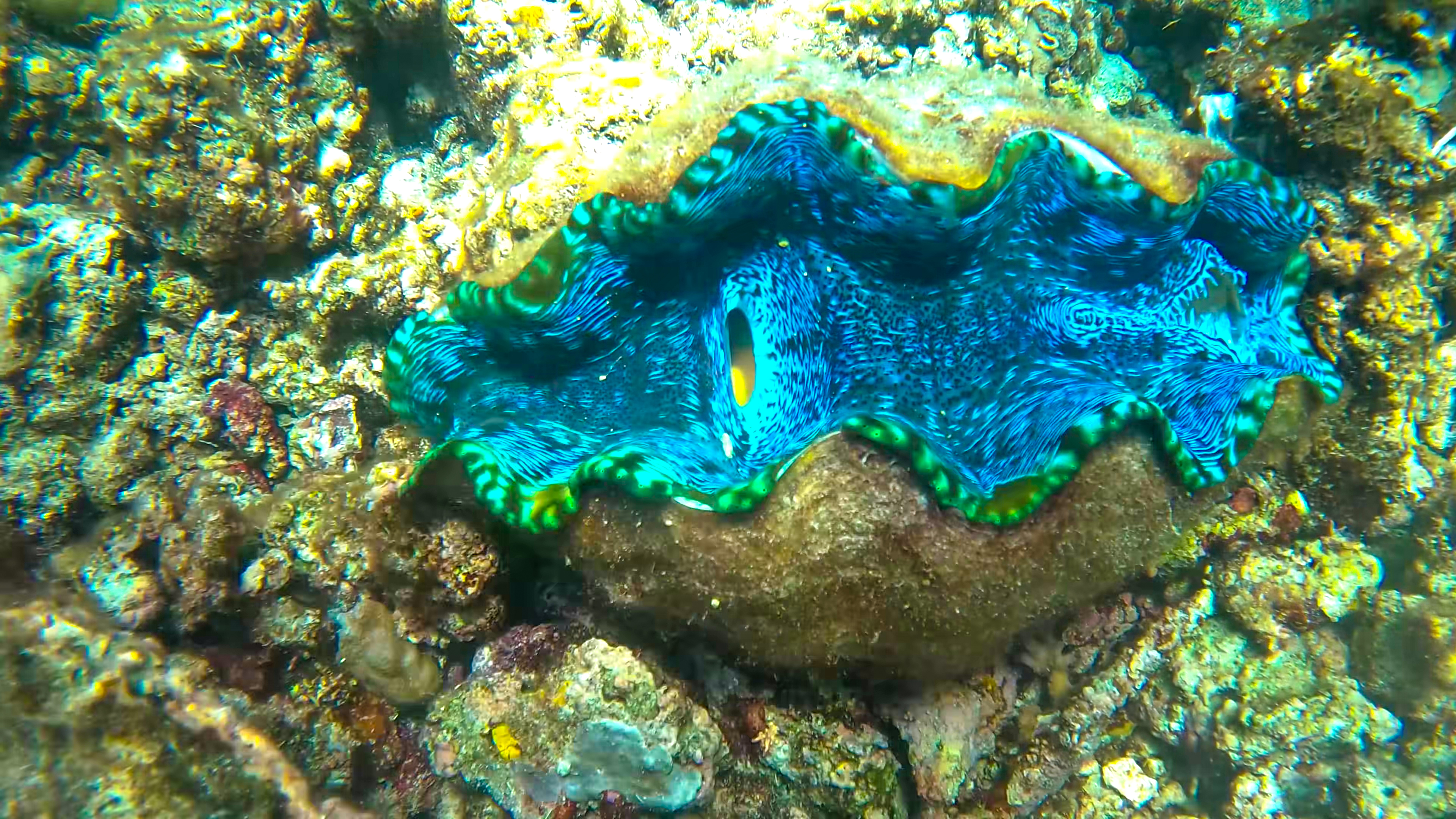 DISCOVER SPECIES ON REMOTE TROPICAL ISLANDS IN HEALTHY CORAL REEFS thumbnail