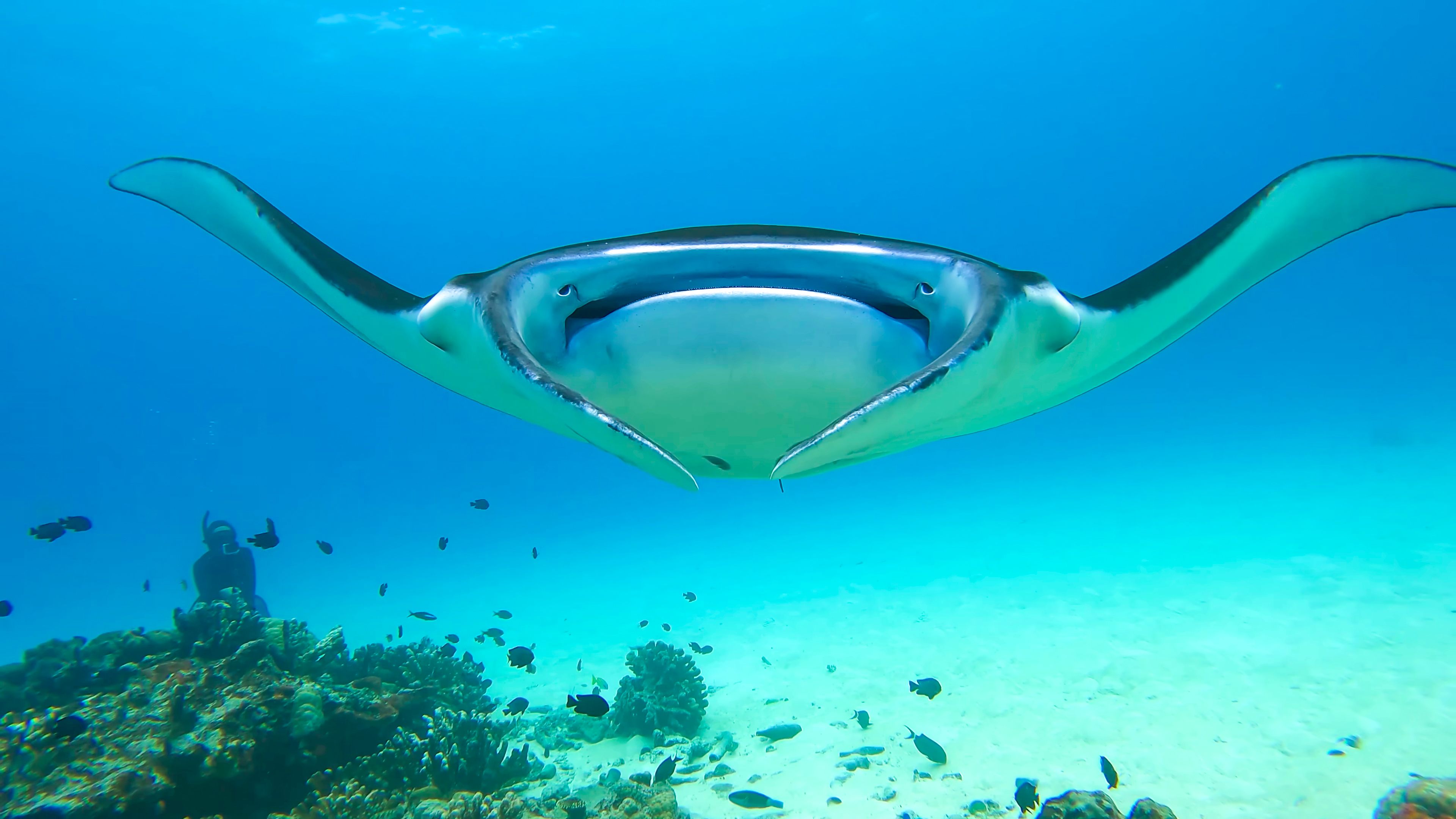 DISCOVER THE MEGA FAUNA OF QUEENSLAND & PAPUA NEW GUINEA thumbnail
