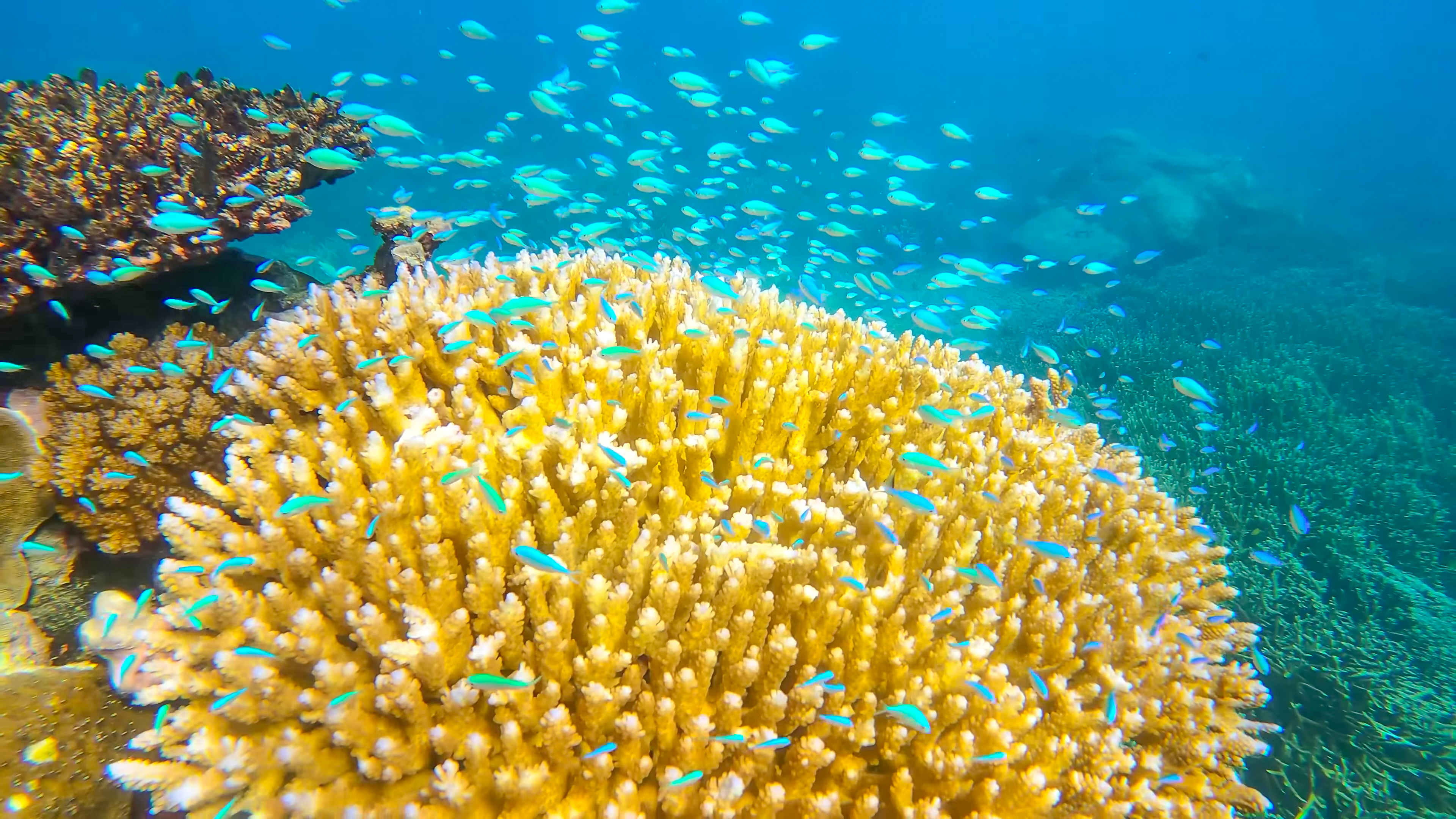 DISCOVER SPECIES ON REMOTE TROPICAL ISLANDS IN HEALTHY CORAL REEFS thumbnail