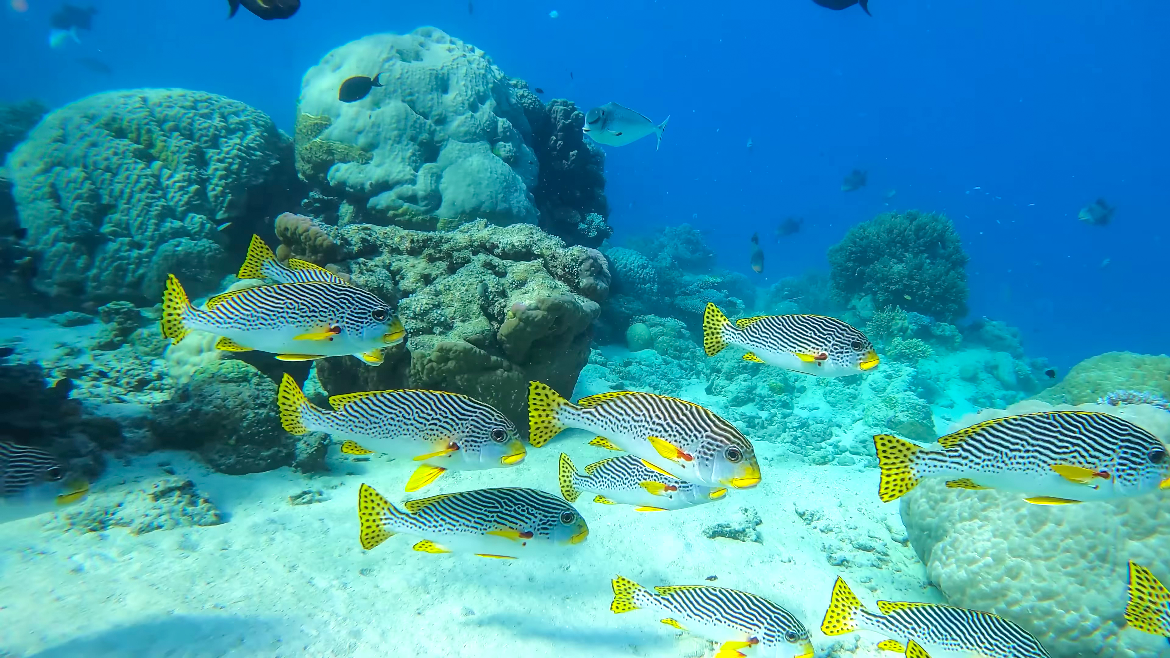 DISCOVER SPECIES ON REMOTE TROPICAL ISLANDS IN HEALTHY CORAL REEFS thumbnail