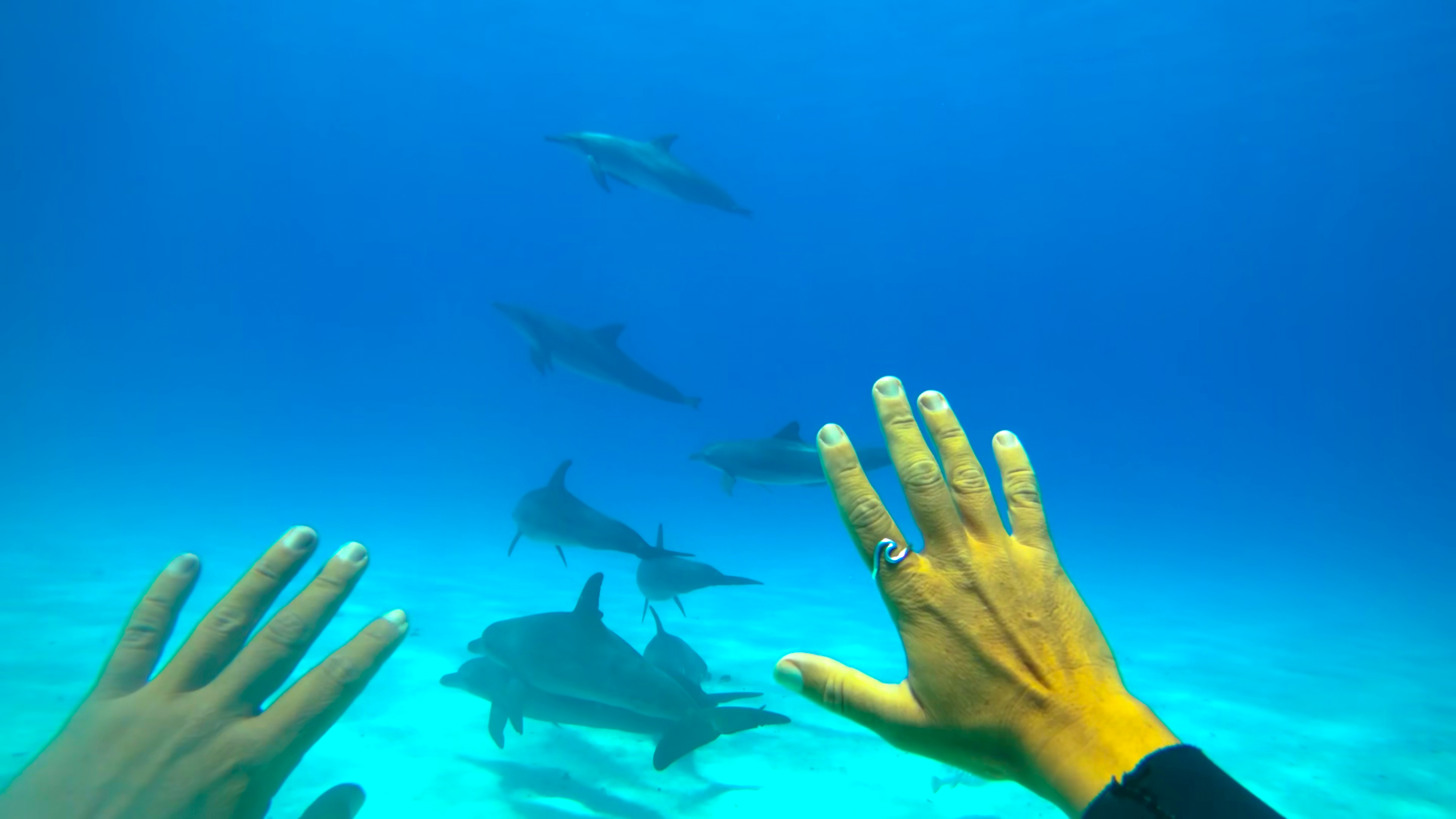 DISCOVER MEGA FAUNA ON REMOTE TROPICAL ISLANDS IN HEALTHY CORAL REEFS thumbnail