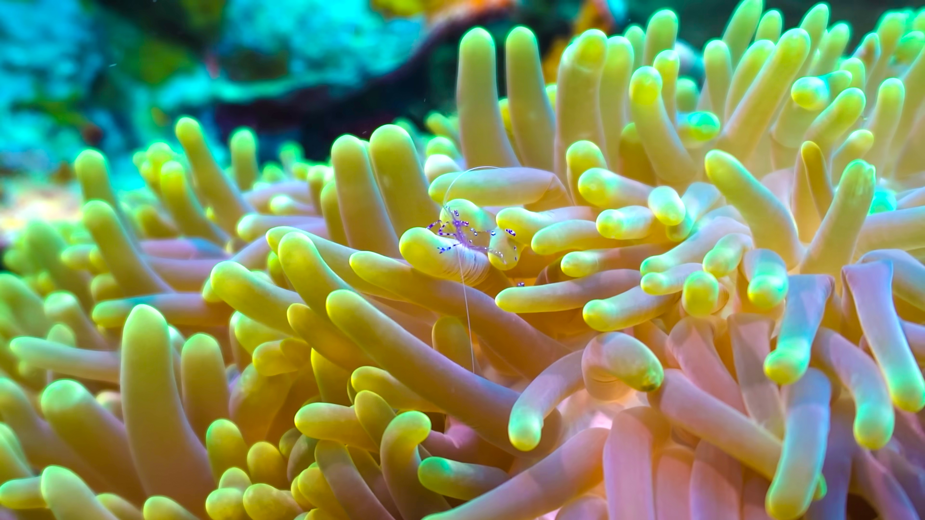 DISCOVER SPECIES ON REMOTE TROPICAL ISLANDS IN HEALTHY CORAL REEFS thumbnail