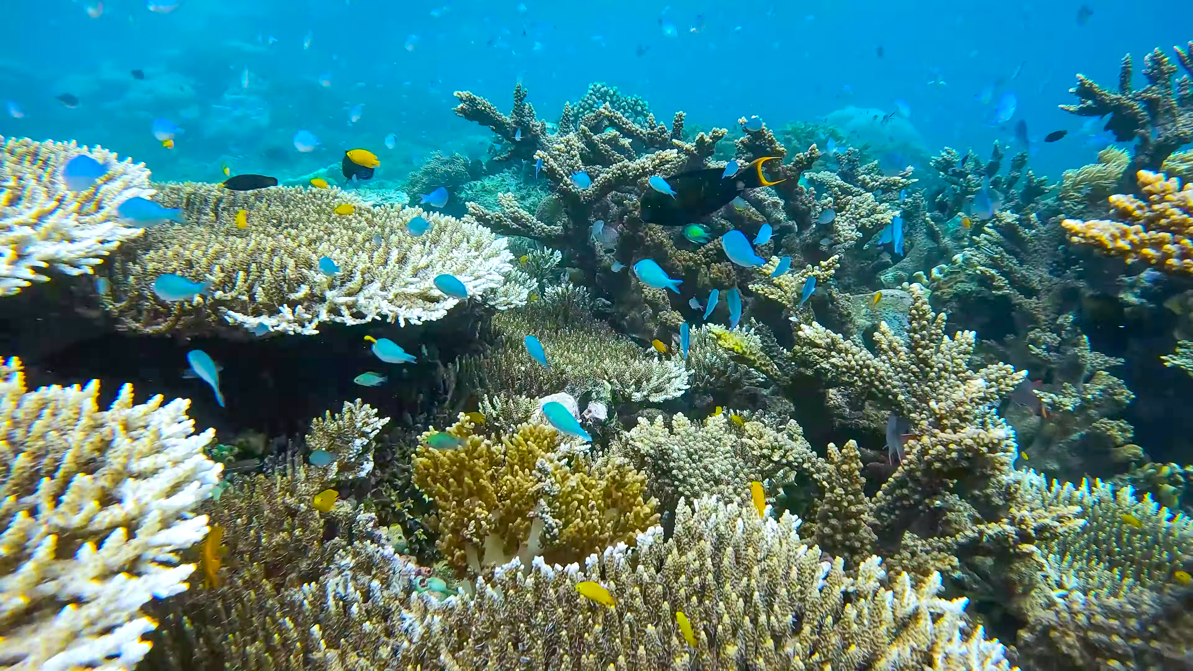 DISCOVER SPECIES ON REMOTE TROPICAL ISLANDS IN HEALTHY CORAL REEFS thumbnail