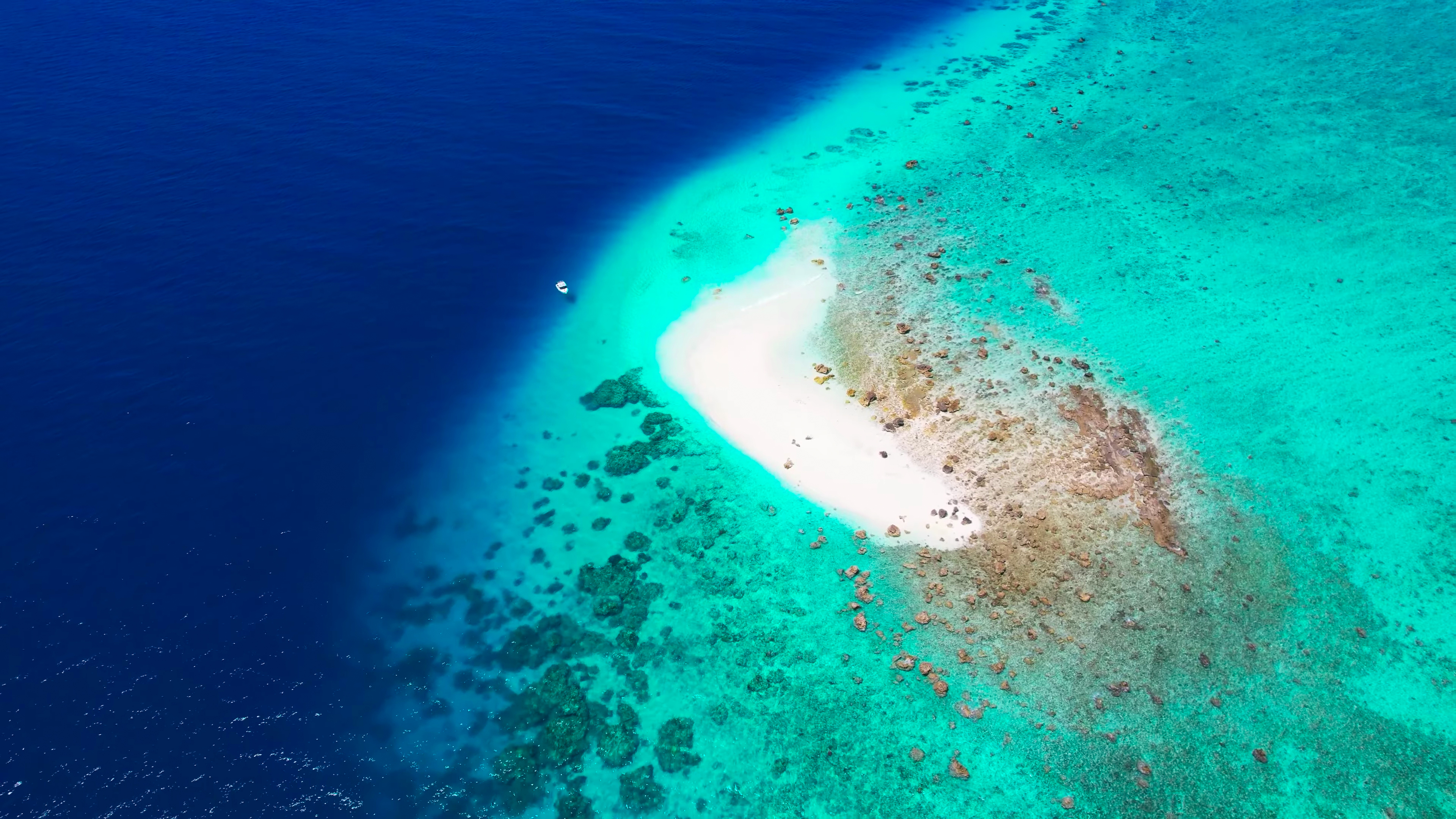 DISCOVER SPECIES ON REMOTE TROPICAL ISLANDS IN HEALTHY CORAL REEFS thumbnail