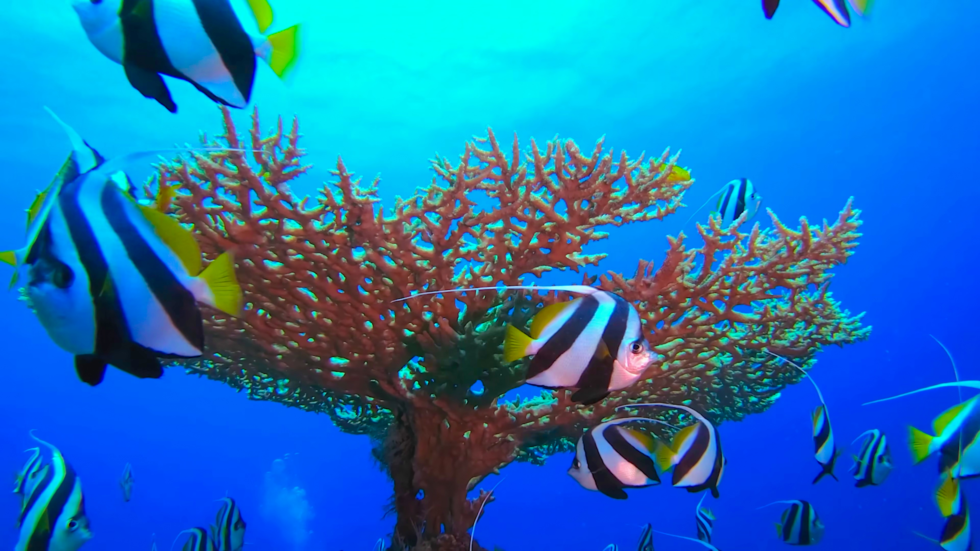 DISCOVER SPECIES ON REMOTE TROPICAL ISLANDS IN HEALTHY CORAL REEFS WITH THE SCUBA DIVE GEAR ONBOARD thumbnail