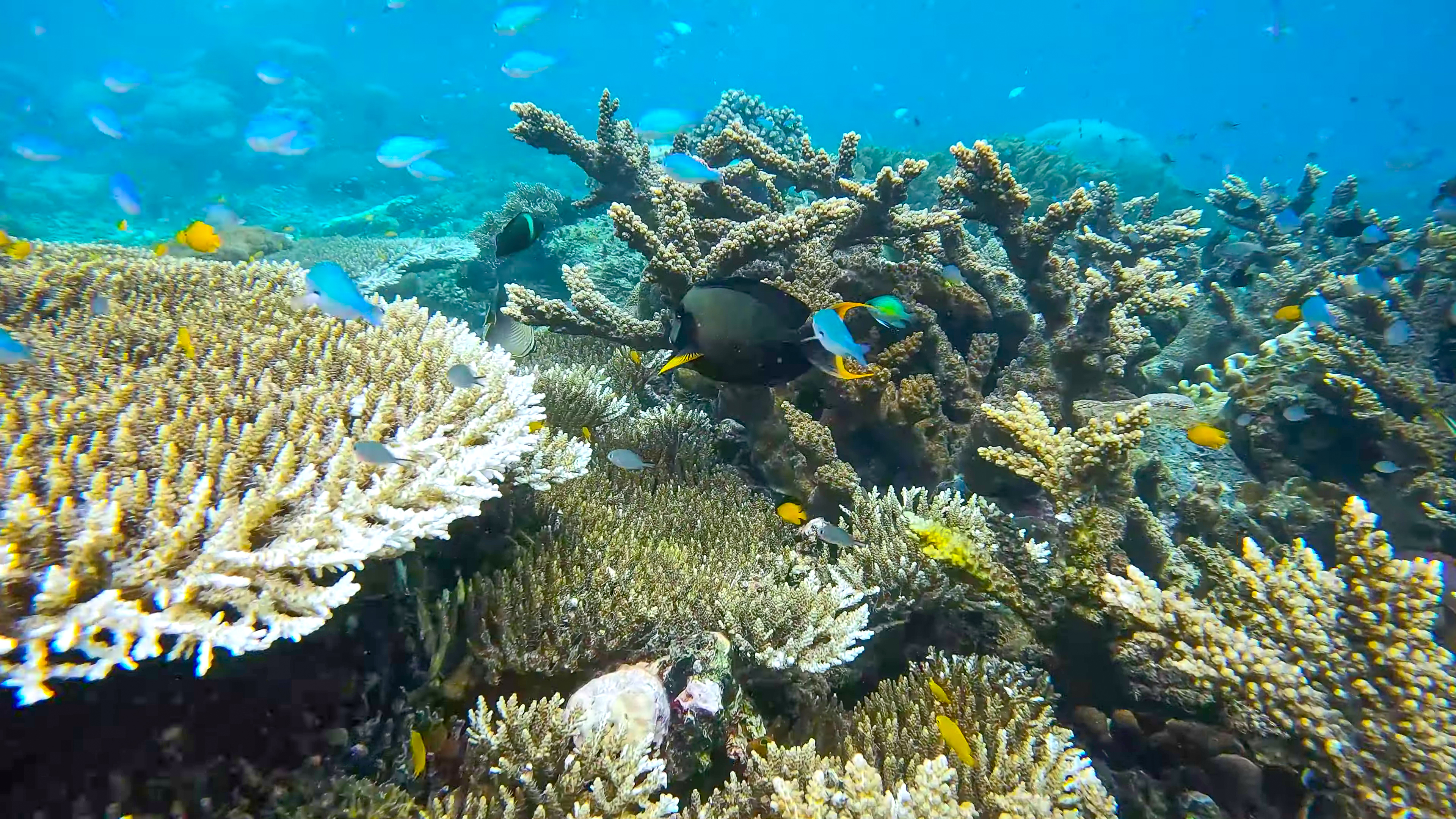 DISCOVER SPECIES ON REMOTE TROPICAL ISLANDS IN HEALTHY CORAL REEFS thumbnail