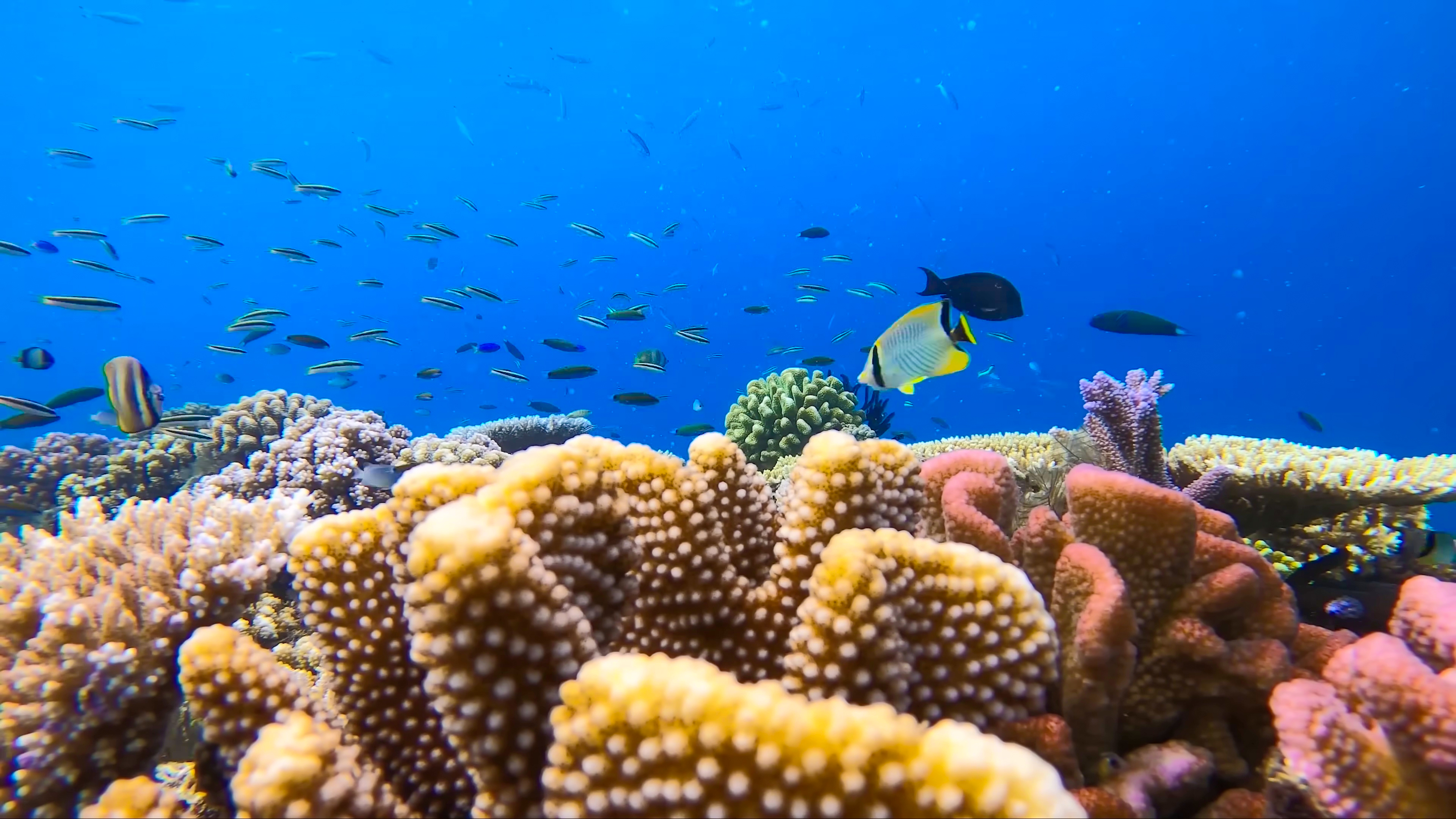 DISCOVER SPECIES ON REMOTE TROPICAL ISLANDS IN HEALTHY CORAL REEFS thumbnail