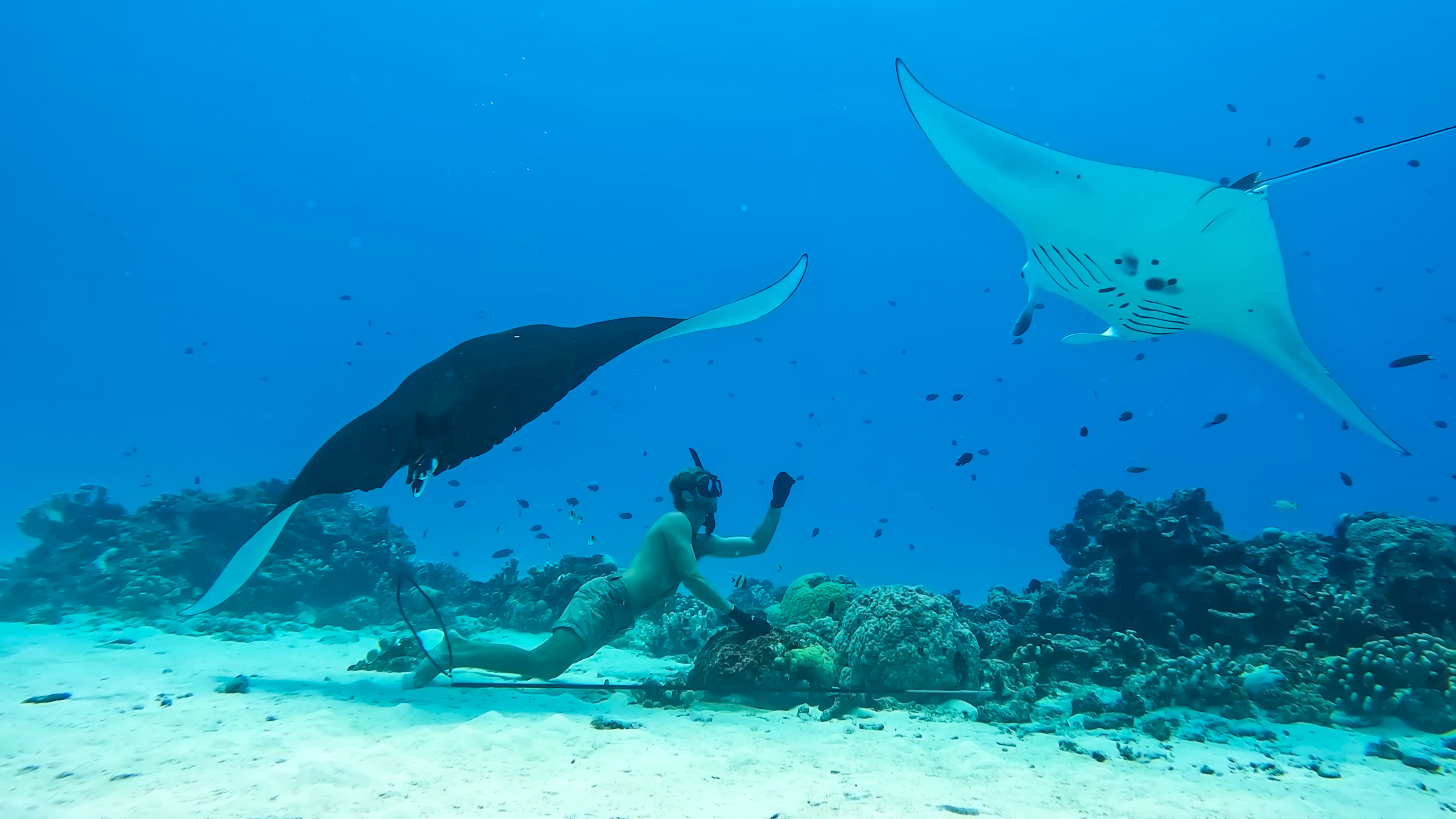 DISCOVER MEGA FAUNA ON REMOTE TROPICAL ISLANDS IN HEALTHY CORAL REEFS thumbnail