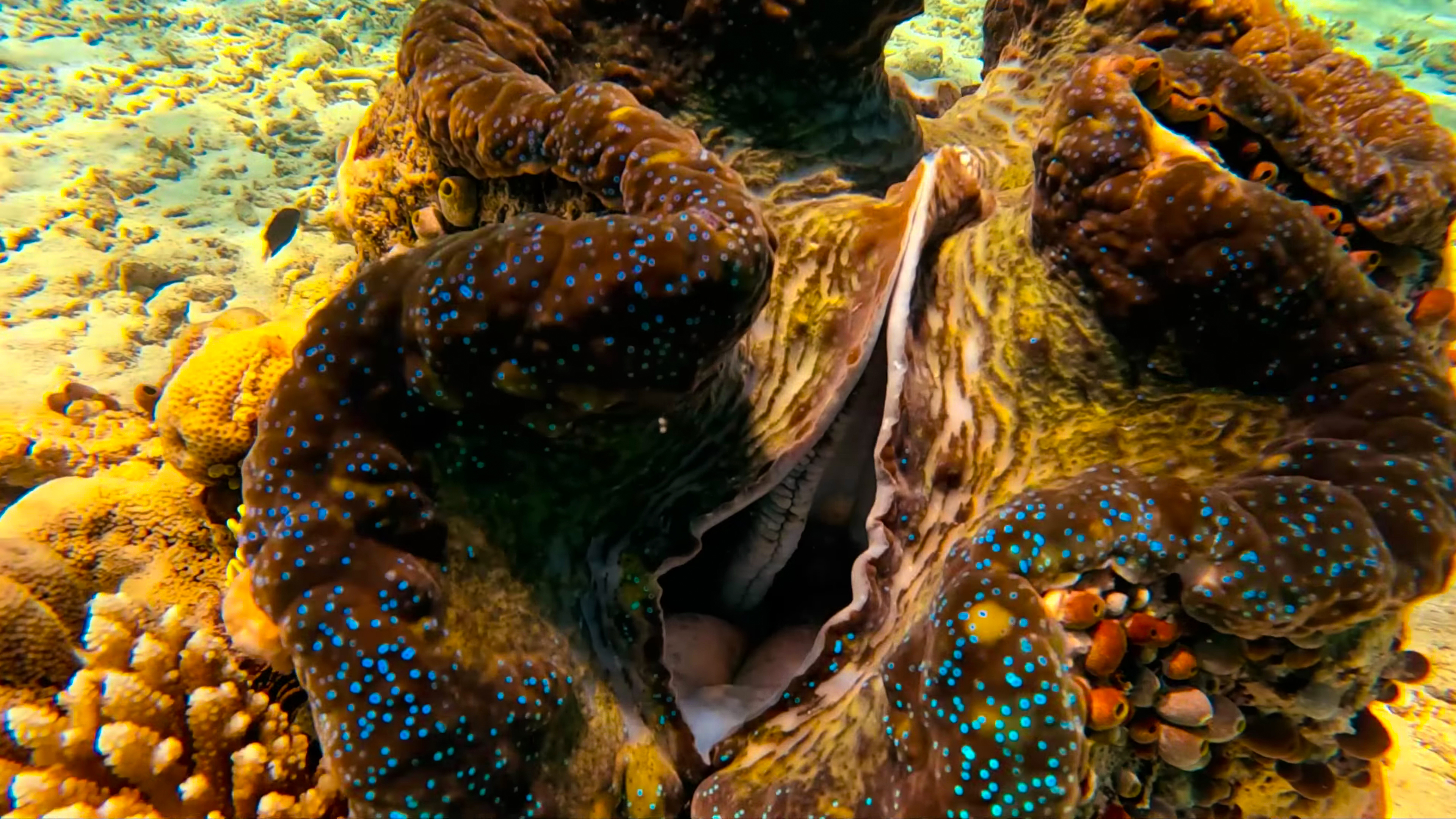 COAST OF QUEENSLAND thumbnail