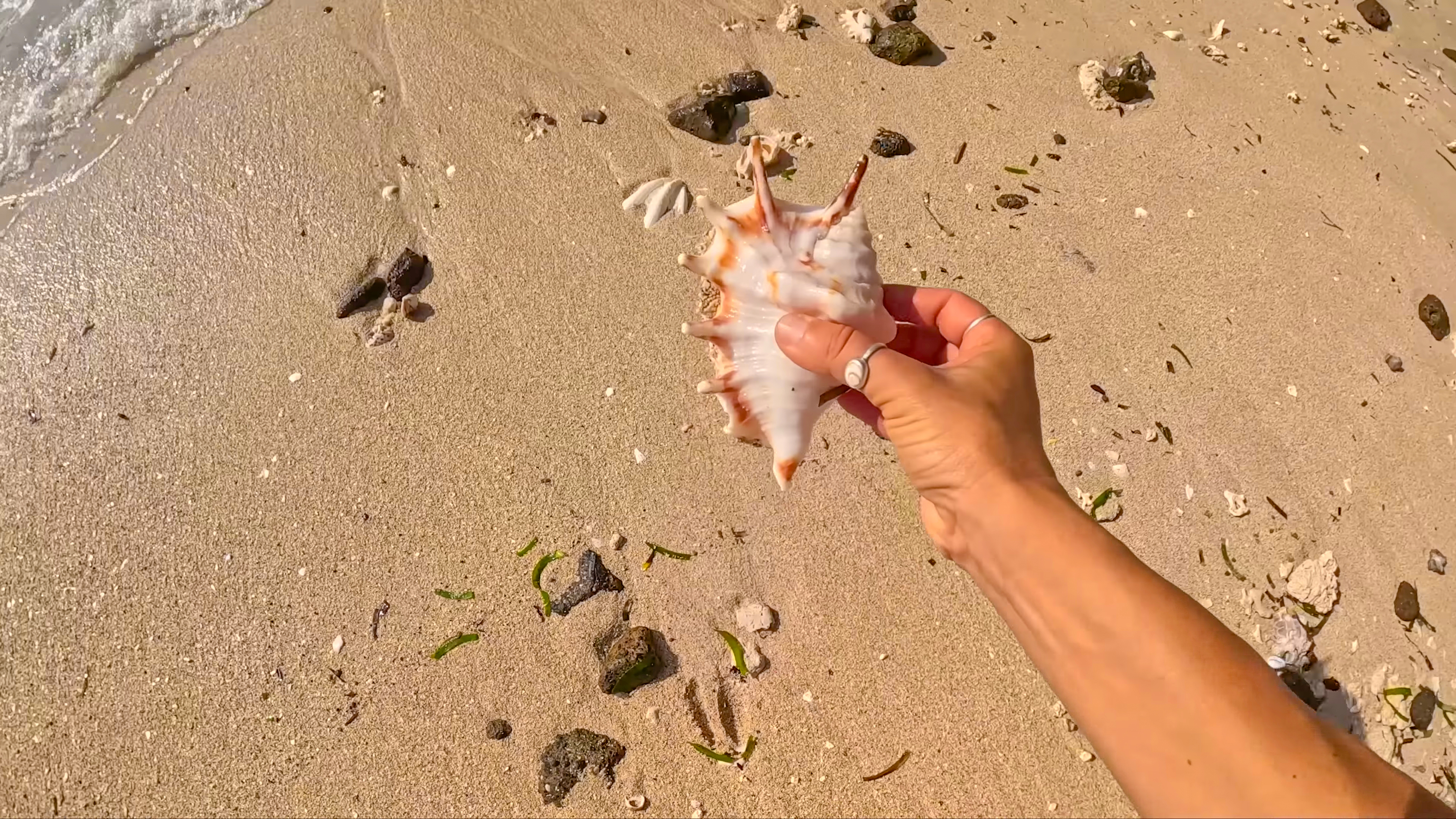ON THE COAST OF QUEENSLAND thumbnail