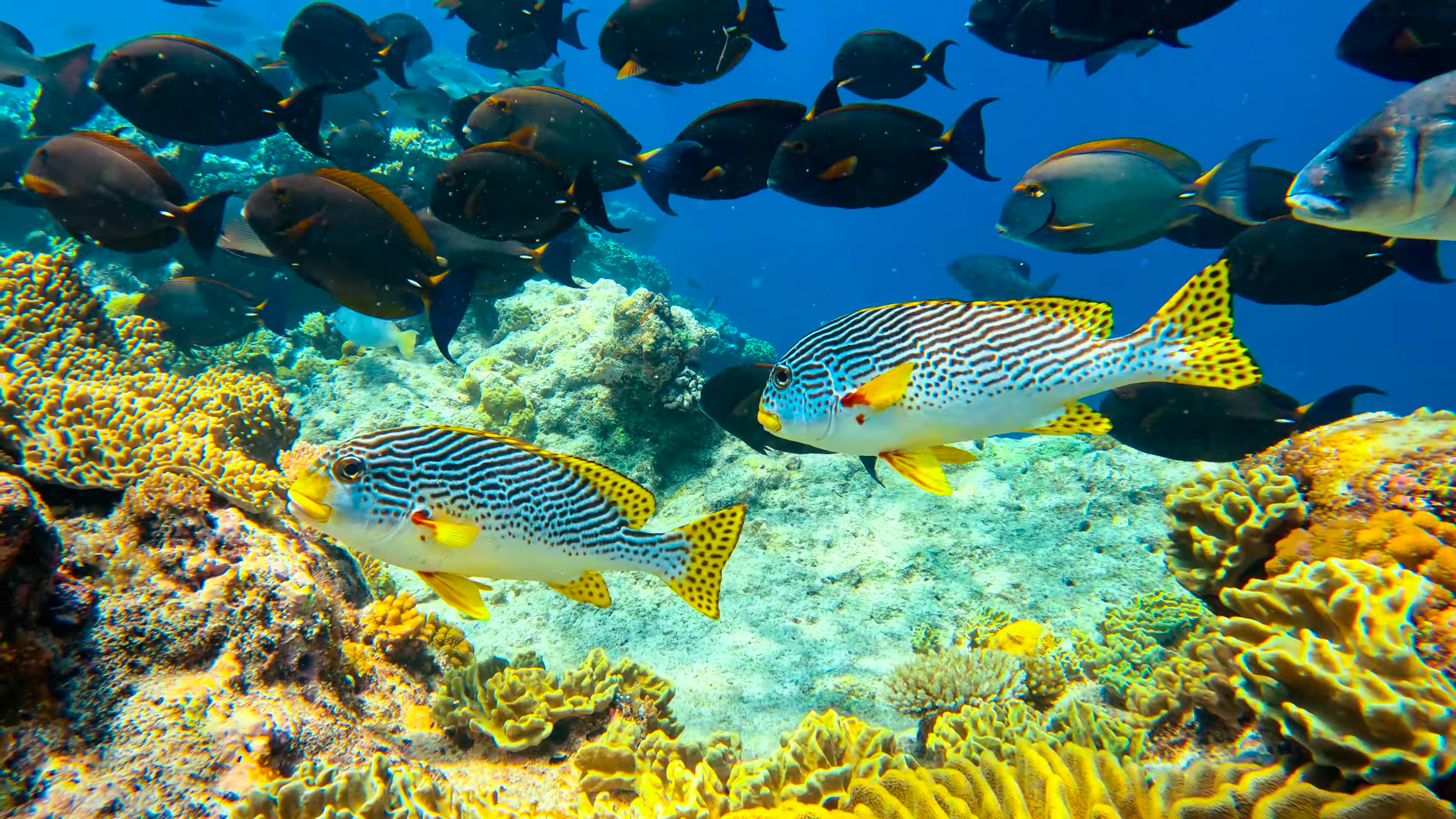 SNORKELLING IN THE GREAT BARRIER REEF ON THE COAST OF QUEENSLAND thumbnail