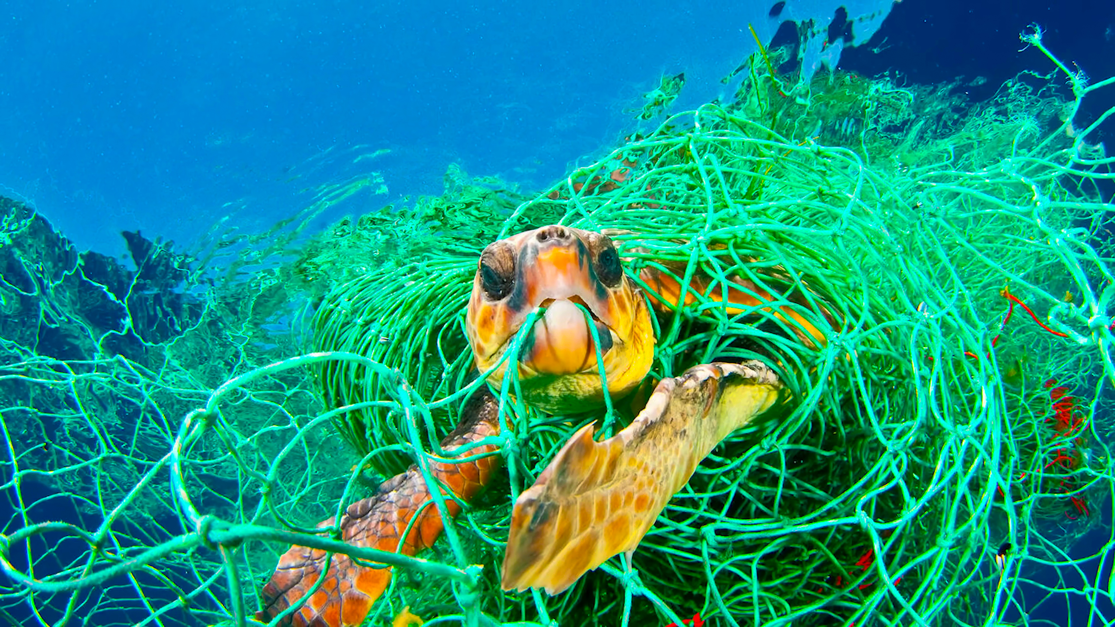 FREEING CAPTIVE SEA TURTLES, MARINE MAMMALS AND SEABIRDS ON THE COAST OF QUEENSLAND thumbnail