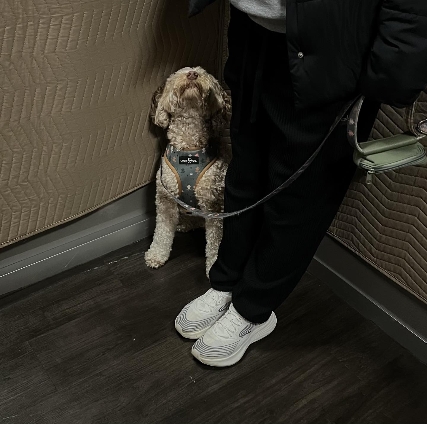Moose started his training journey because he displayed some reactivity towards dogs and people. Moose’s family lives in