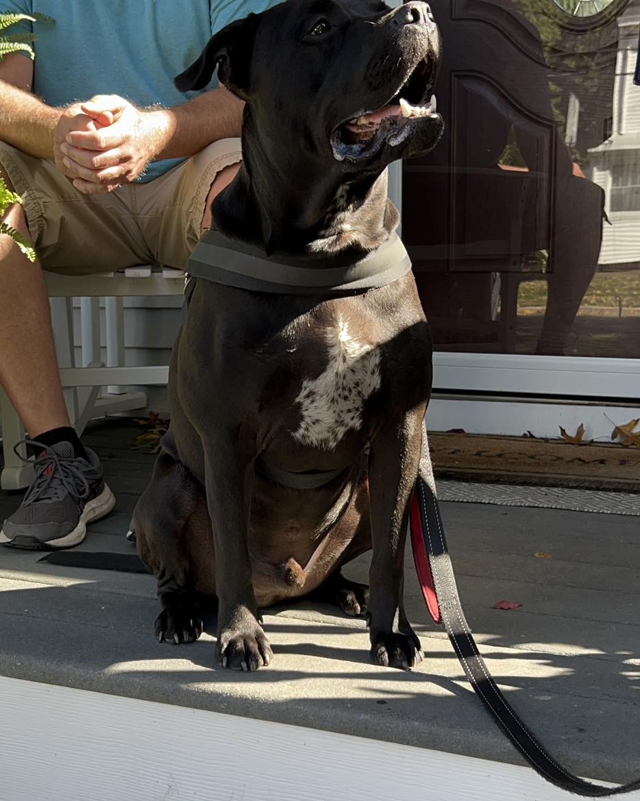This handsome boy Parker has been working on becoming less reactive on walks. We are working on his reactivity to stimul