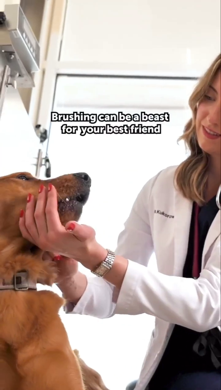 Pet honesty  thumbnail