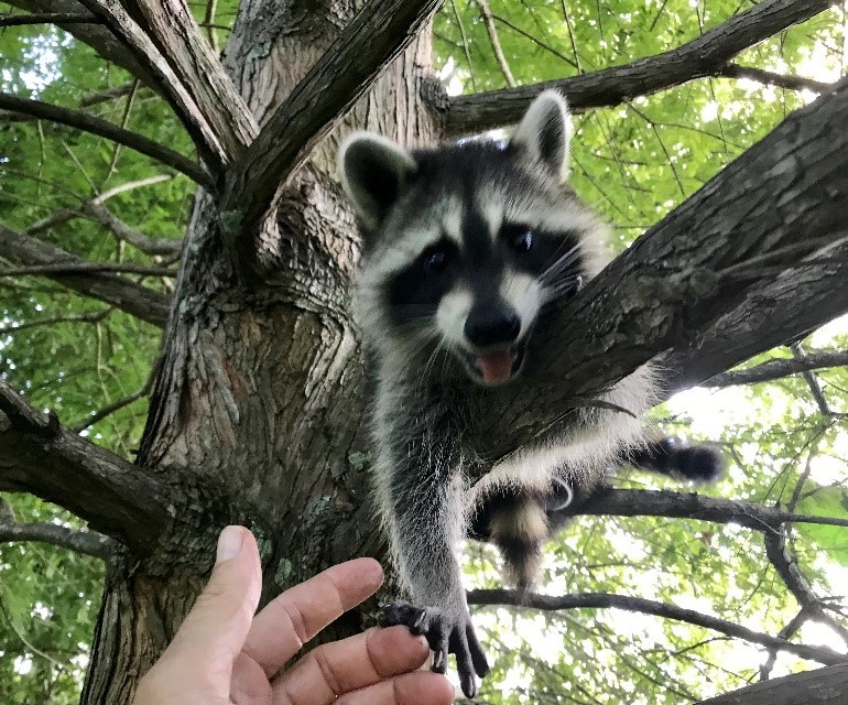 Woodside Wildlife Rescue thumbnail